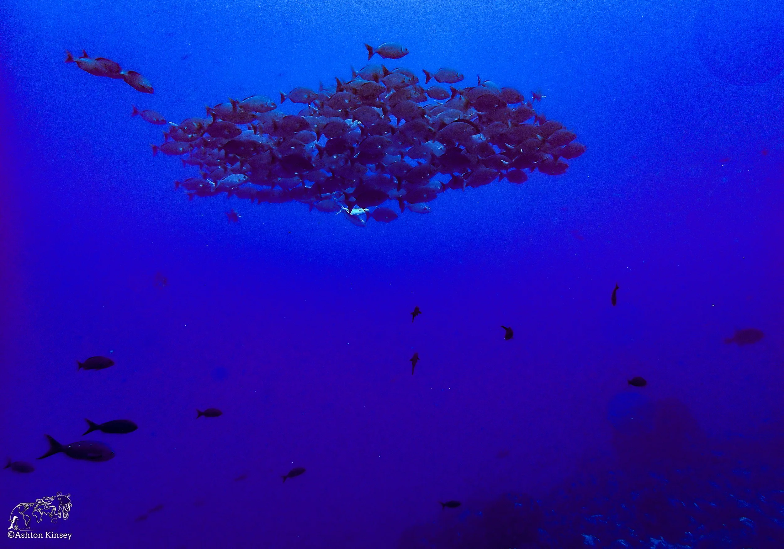 Wolf Island - Dive 15.jpg