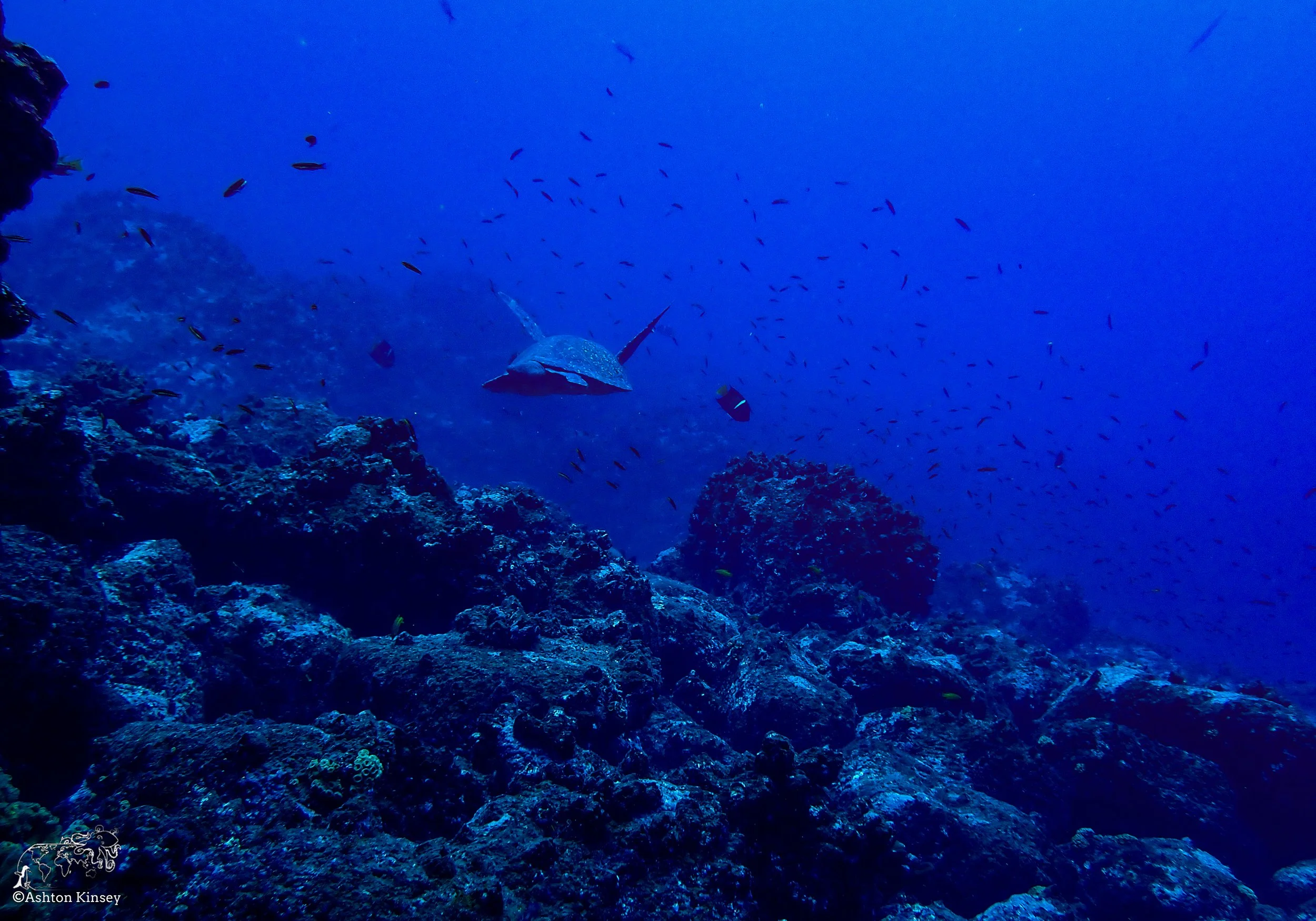 Wolf Island - Dive 15-2.jpg