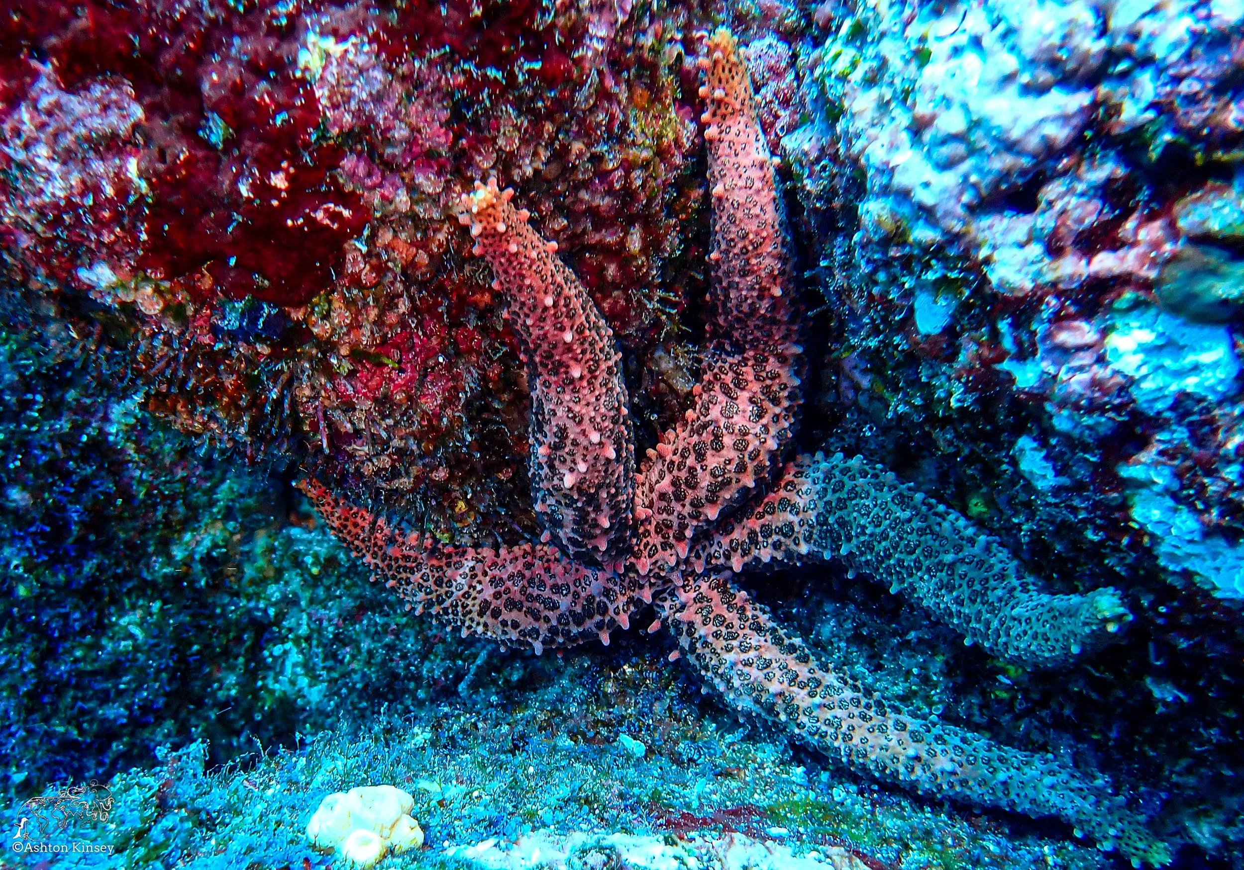 Wolf Island - Dive 15-3.jpg