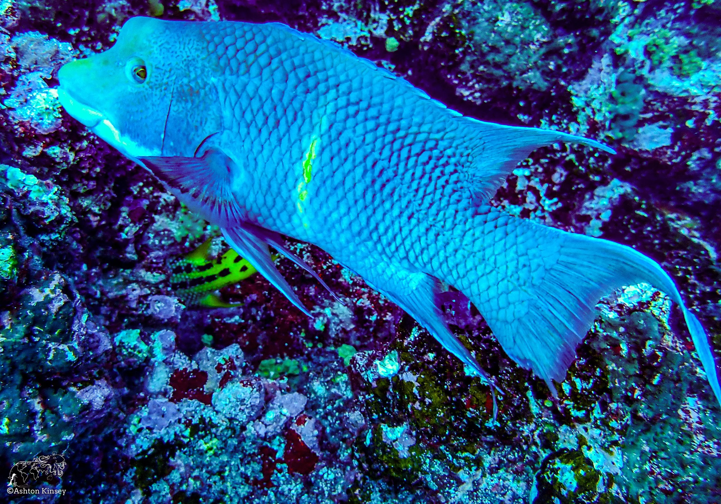 Wolf Island - Dive 15-5.jpg
