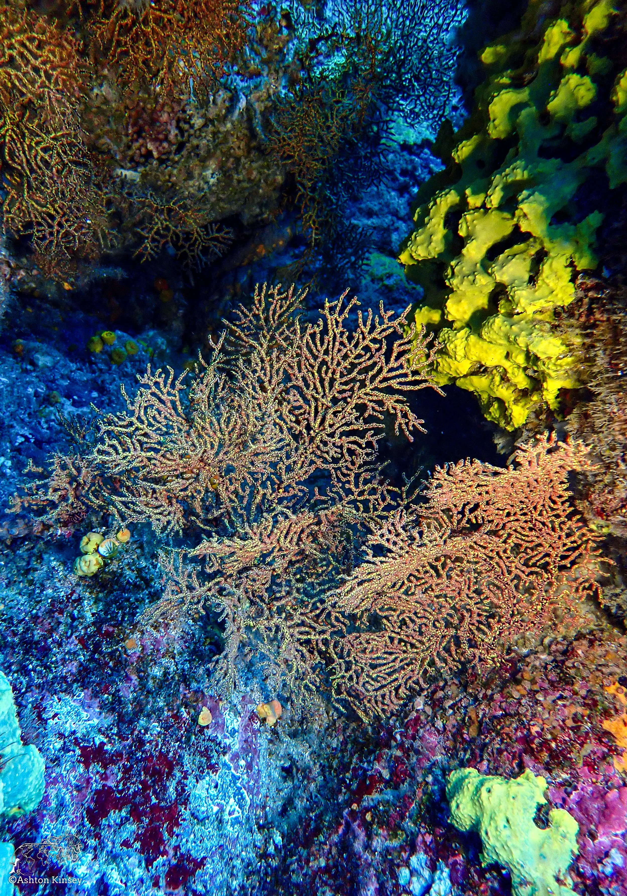 Wolf Island - Dive 15-4.jpg