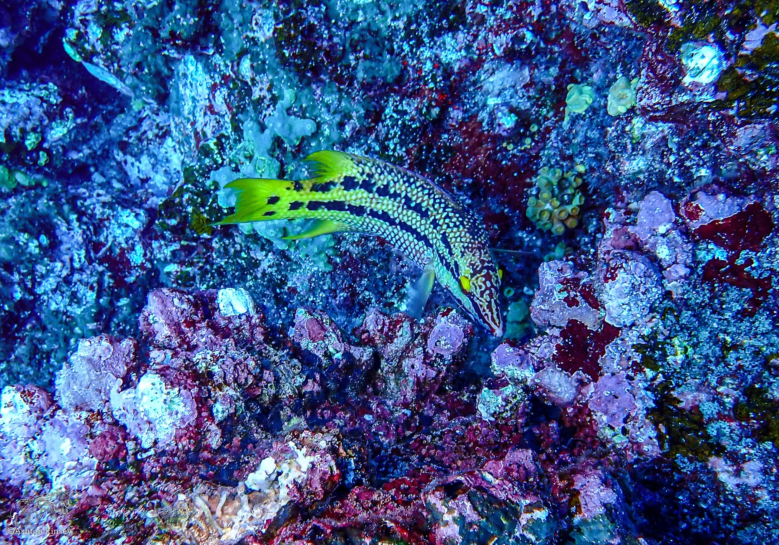 Wolf Island - Dive 15-6.jpg