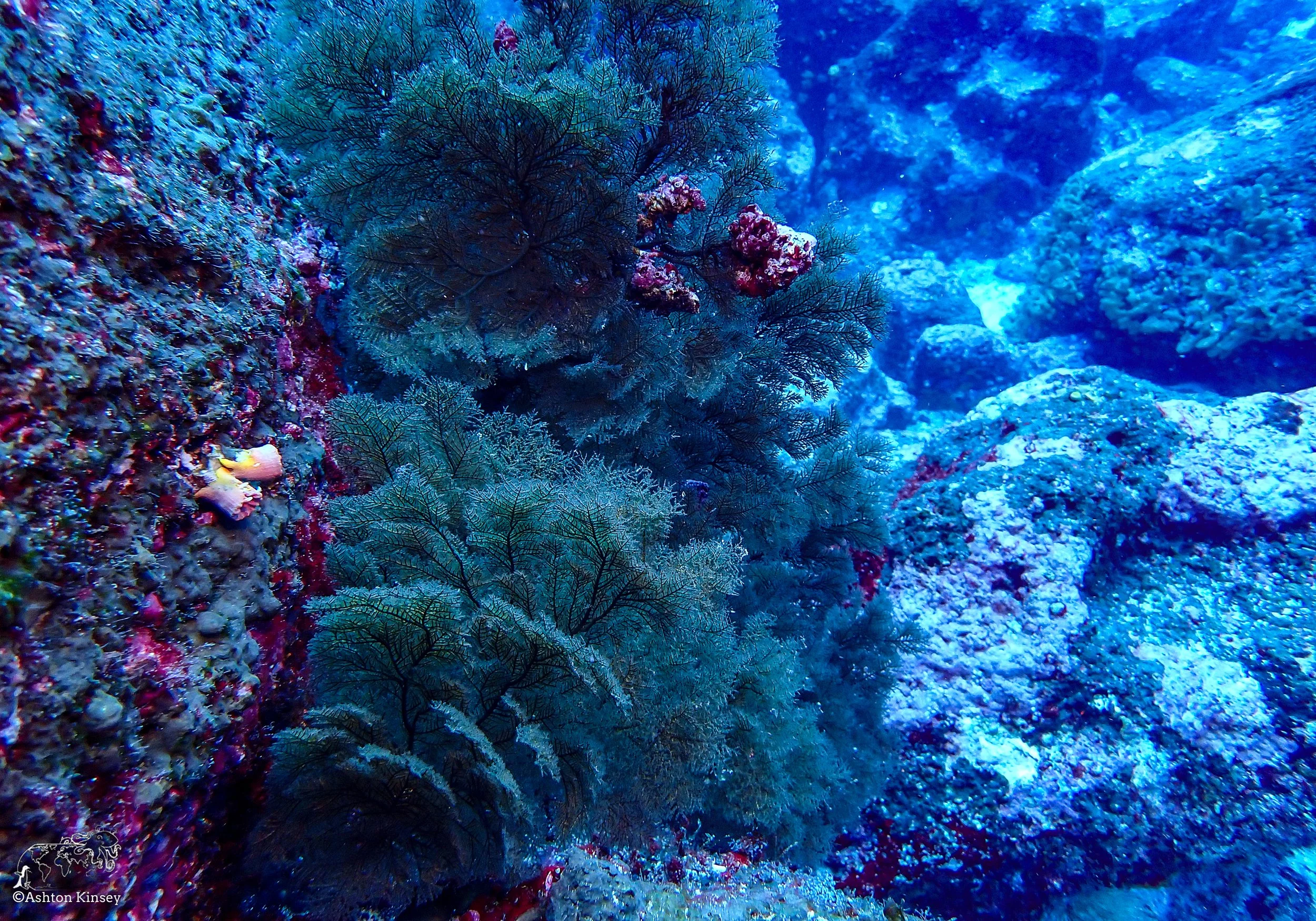 Wolf Island - Dive 15-7.jpg