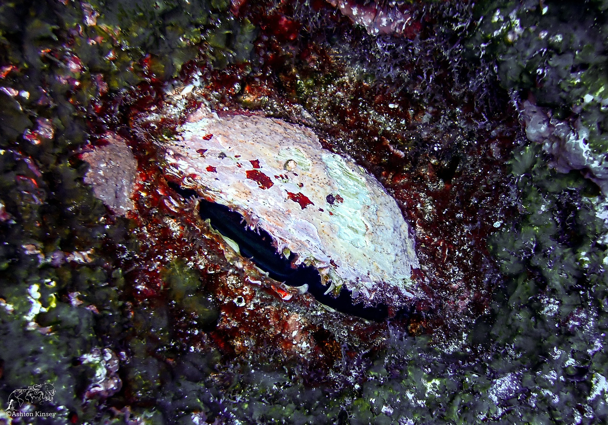 Wolf Island - Dive 16.jpg
