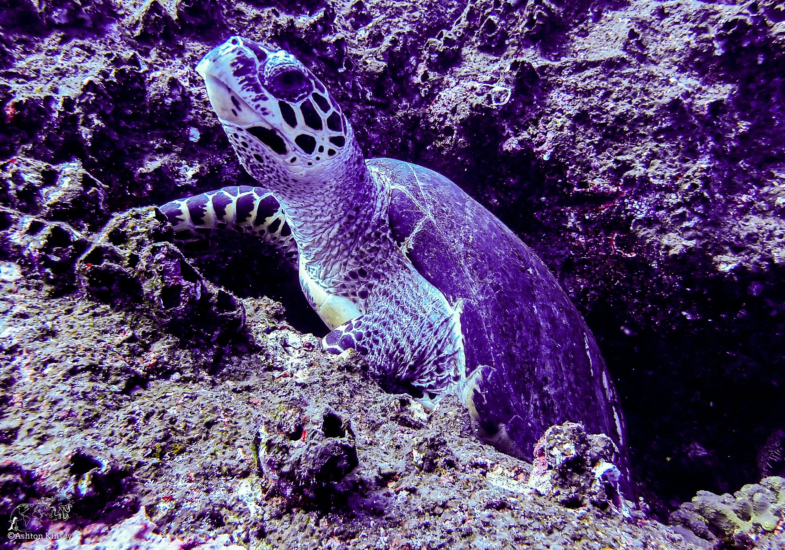 Wolf Island - Dive 16-3.jpg