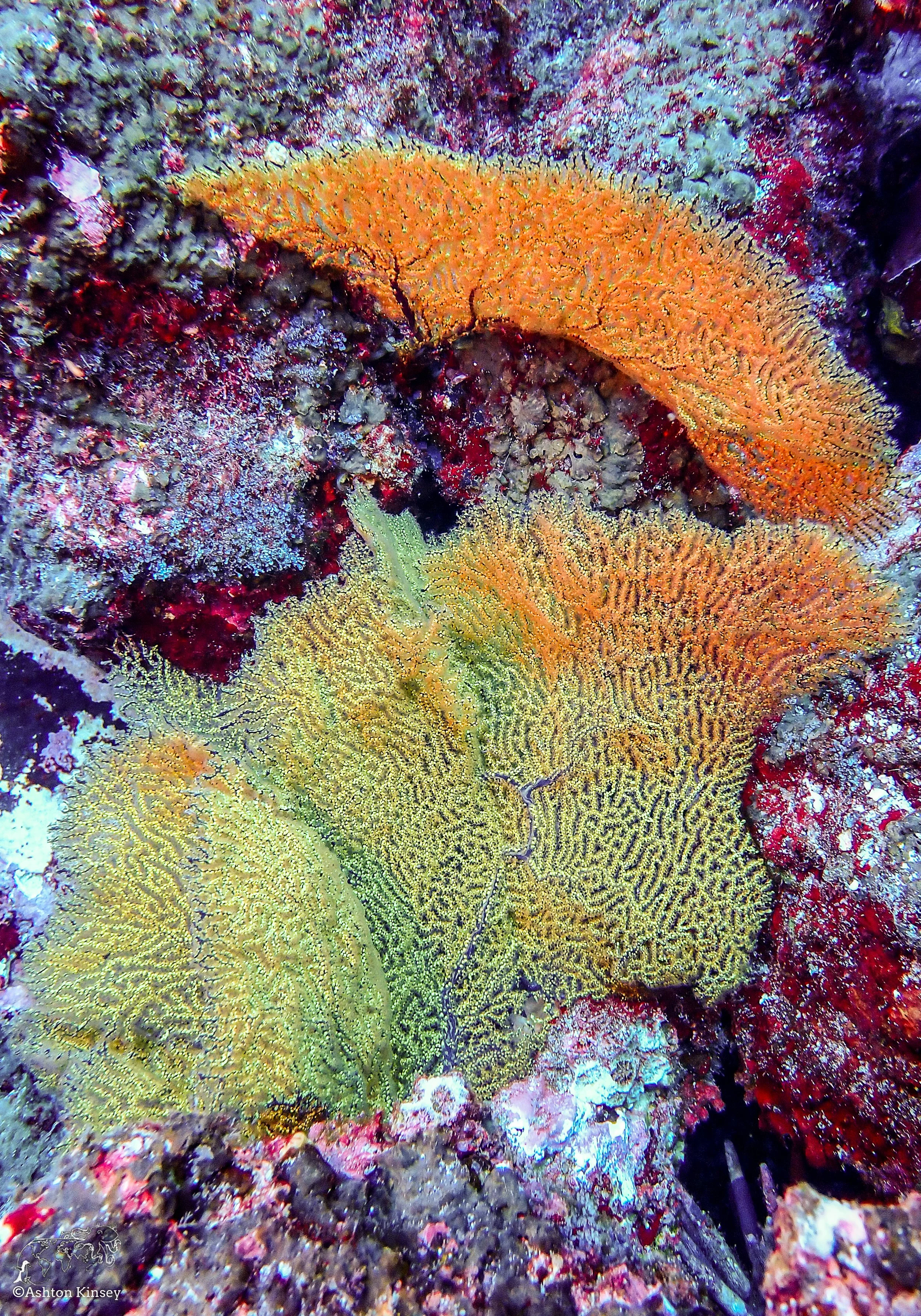 Wolf Island - Dive 16-5.jpg