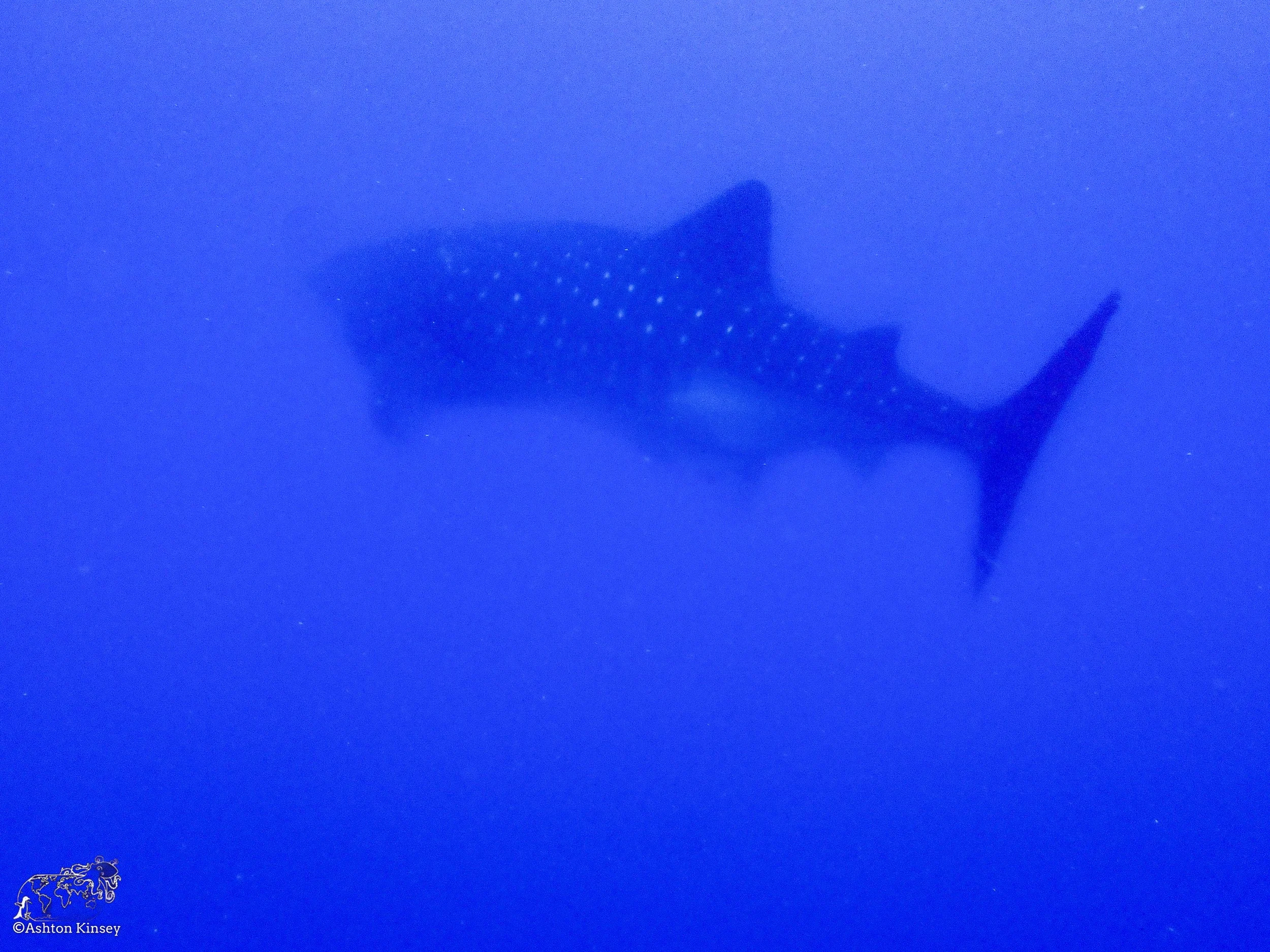 Wolf Island - Dive 16-6.jpg