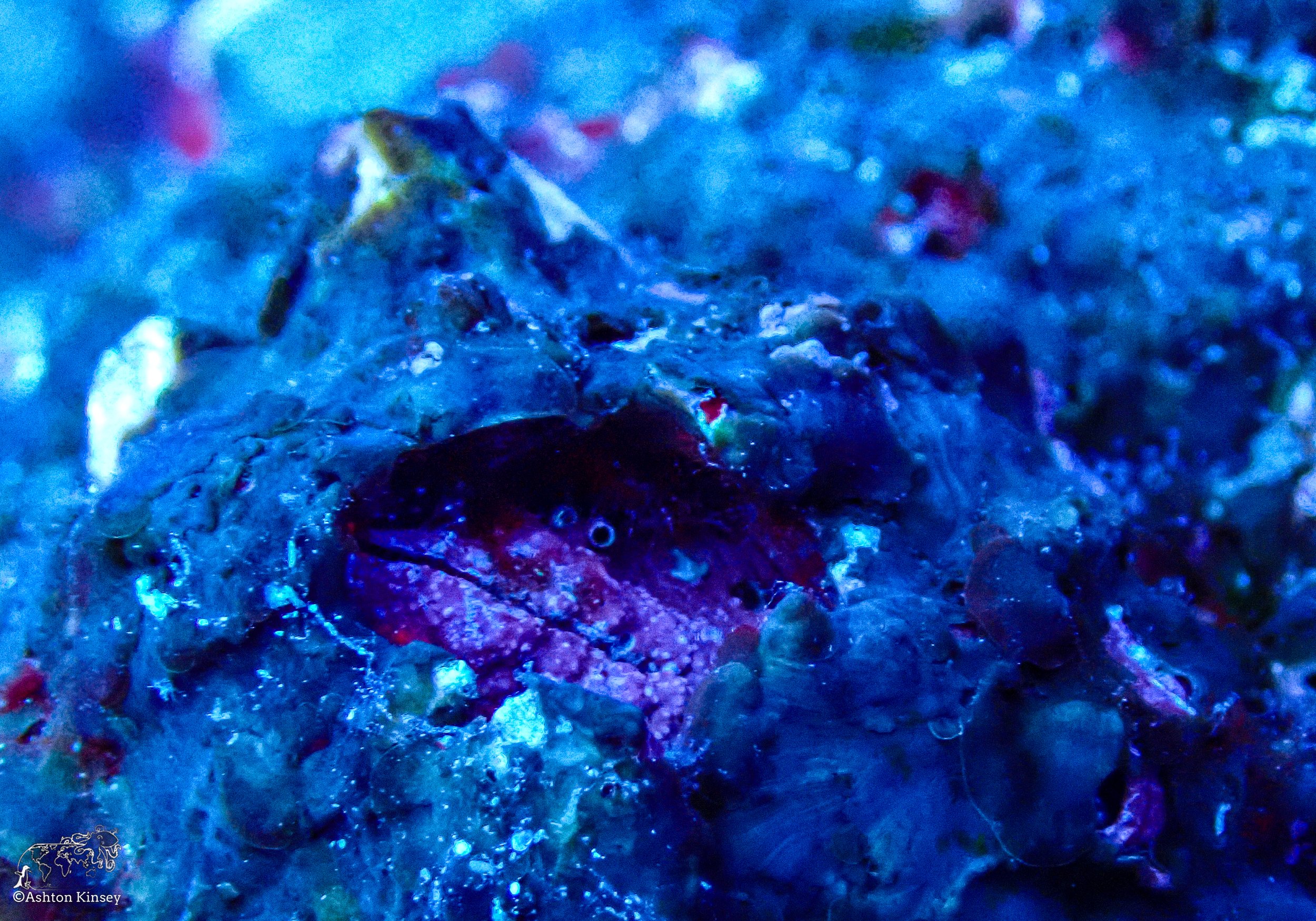 Wolf Island - Dive 16-7.jpg