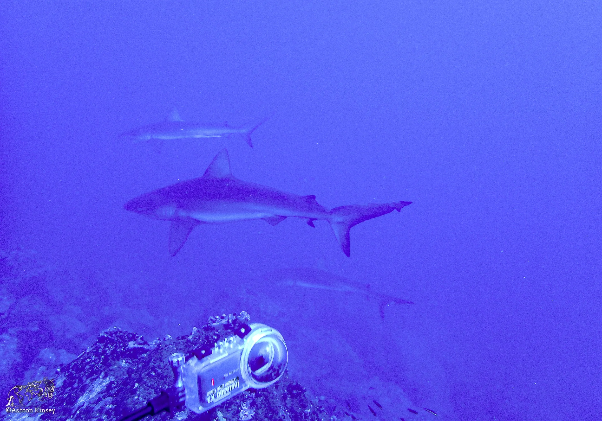 Wolf Island - Dive 16-8.jpg