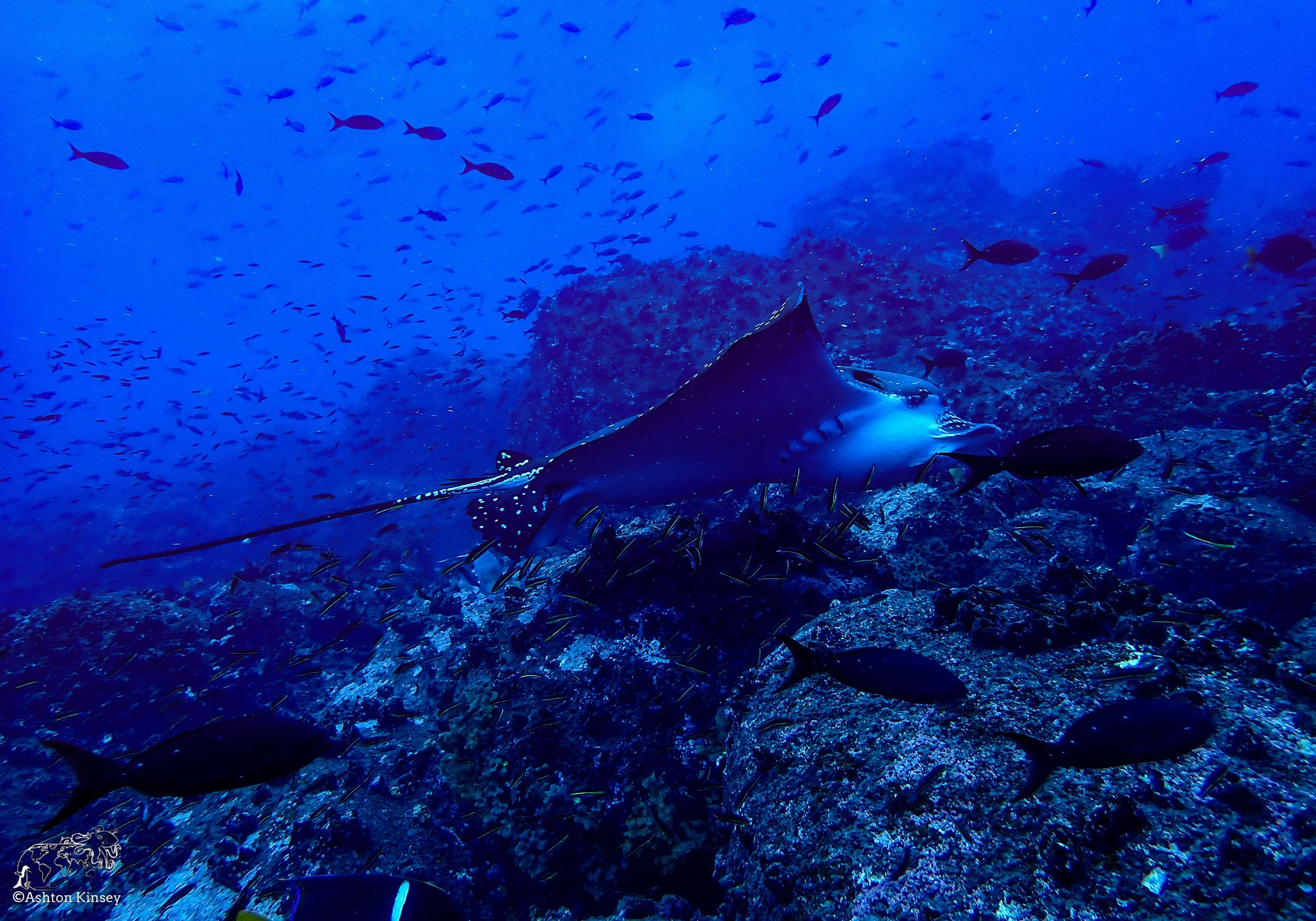 Wolf Island - Landslide - Dive 19-4.jpg