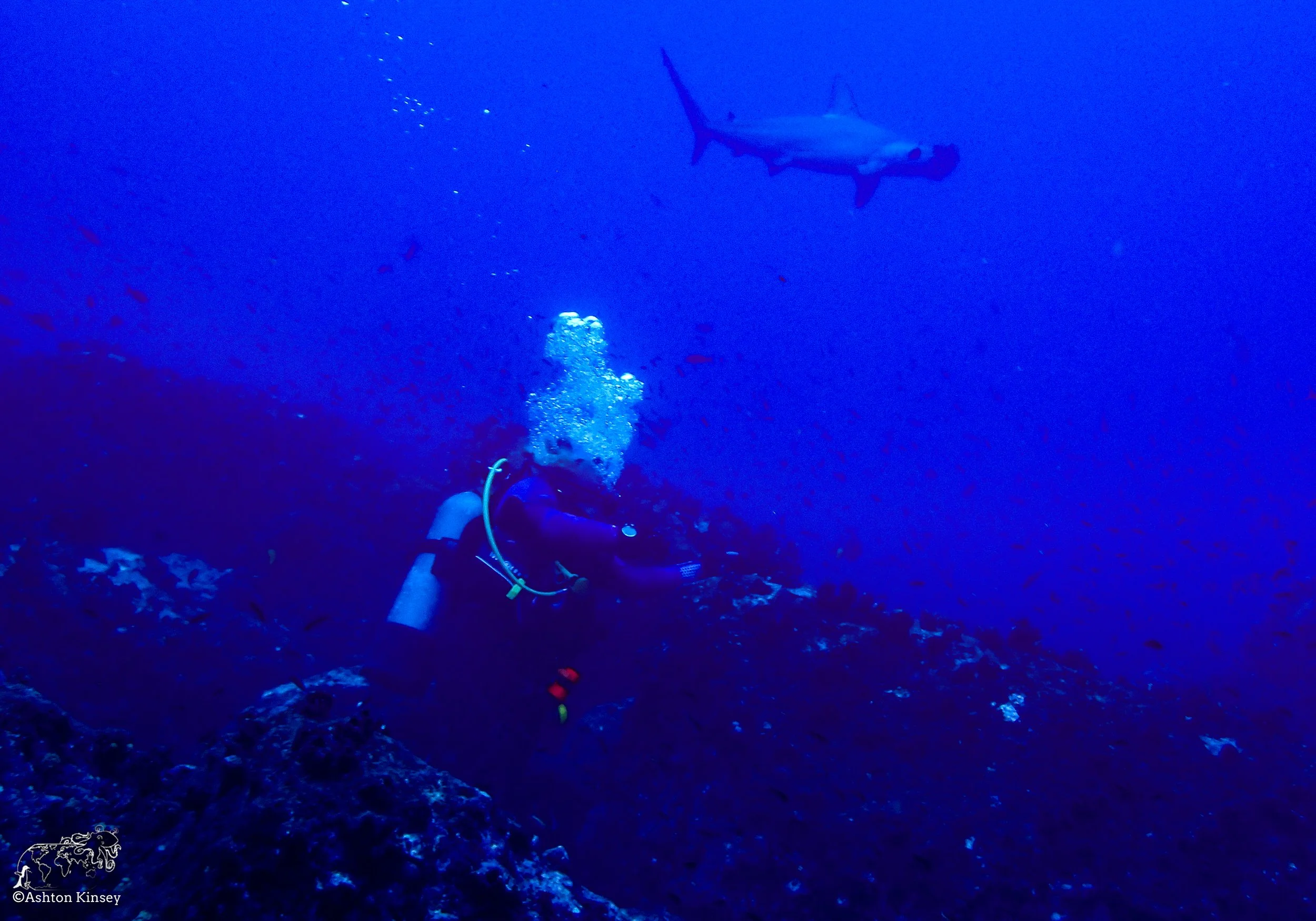 Wolf Island - Landslide - Dive 19-9.jpg