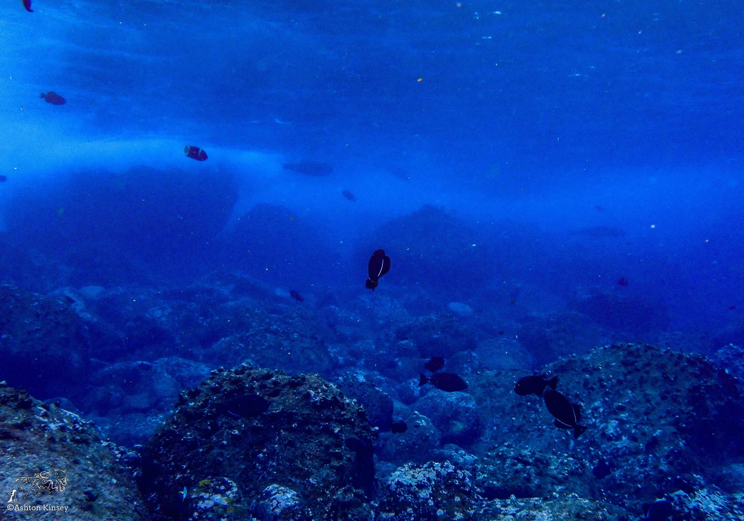 Wolf Island - Shark Bay - Dive 17.jpg