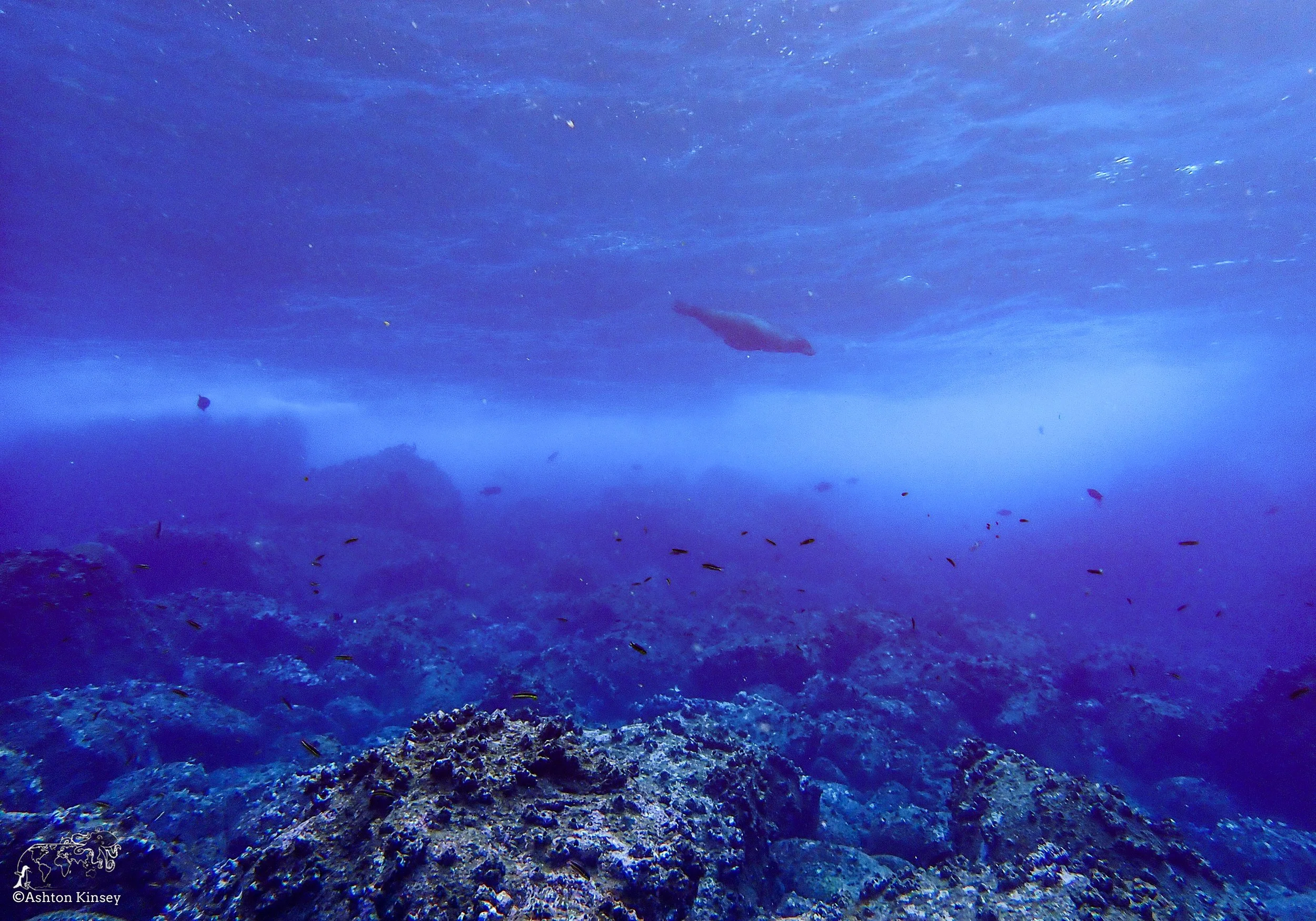 Wolf Island - Shark Bay - Dive 17-4.jpg