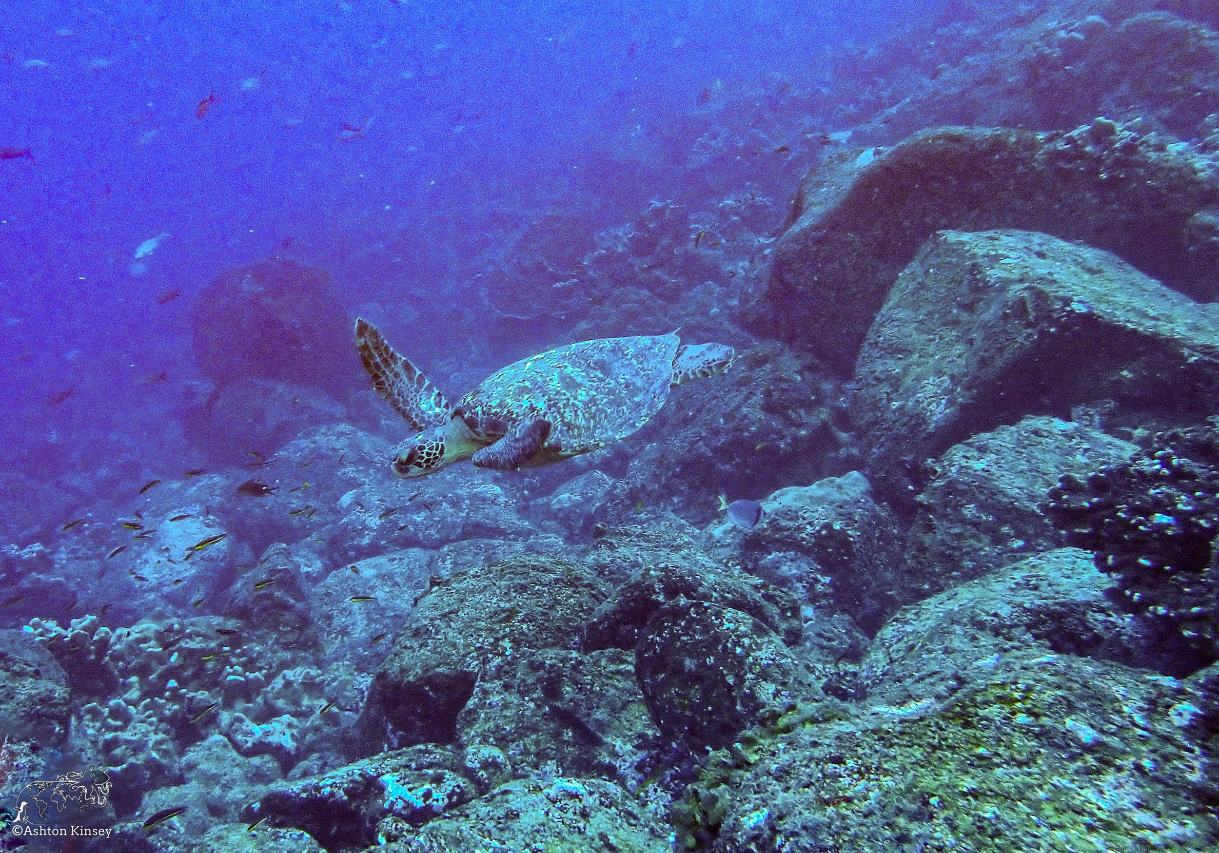 Wolf Island - Shark Bay - Dive 17-8.jpg
