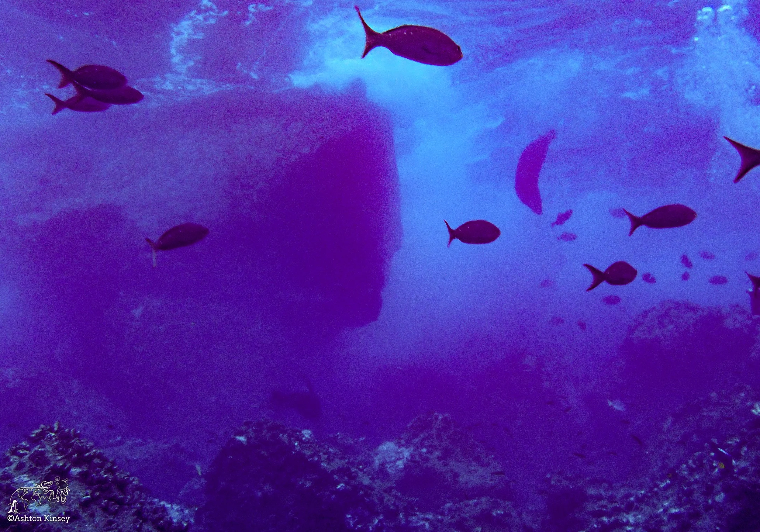 Wolf Island - Shark Bay - Dive 17-9.jpg