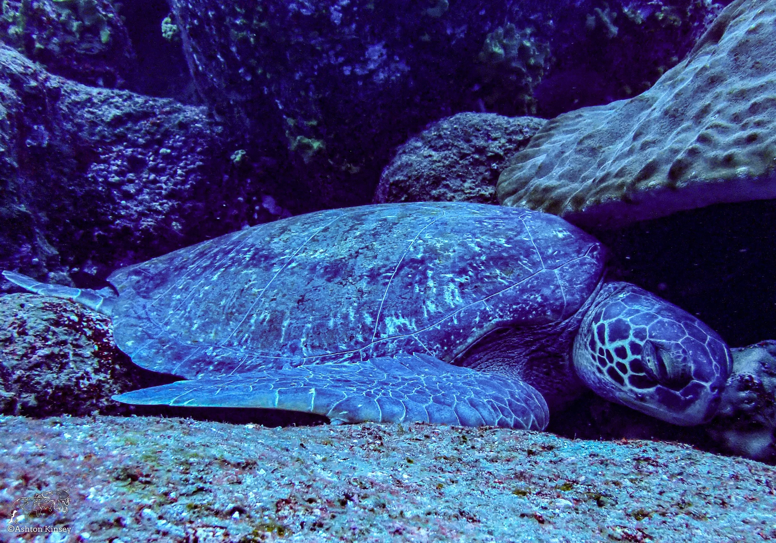 Wolf Island - Shark Bay - Dive 17-11.jpg