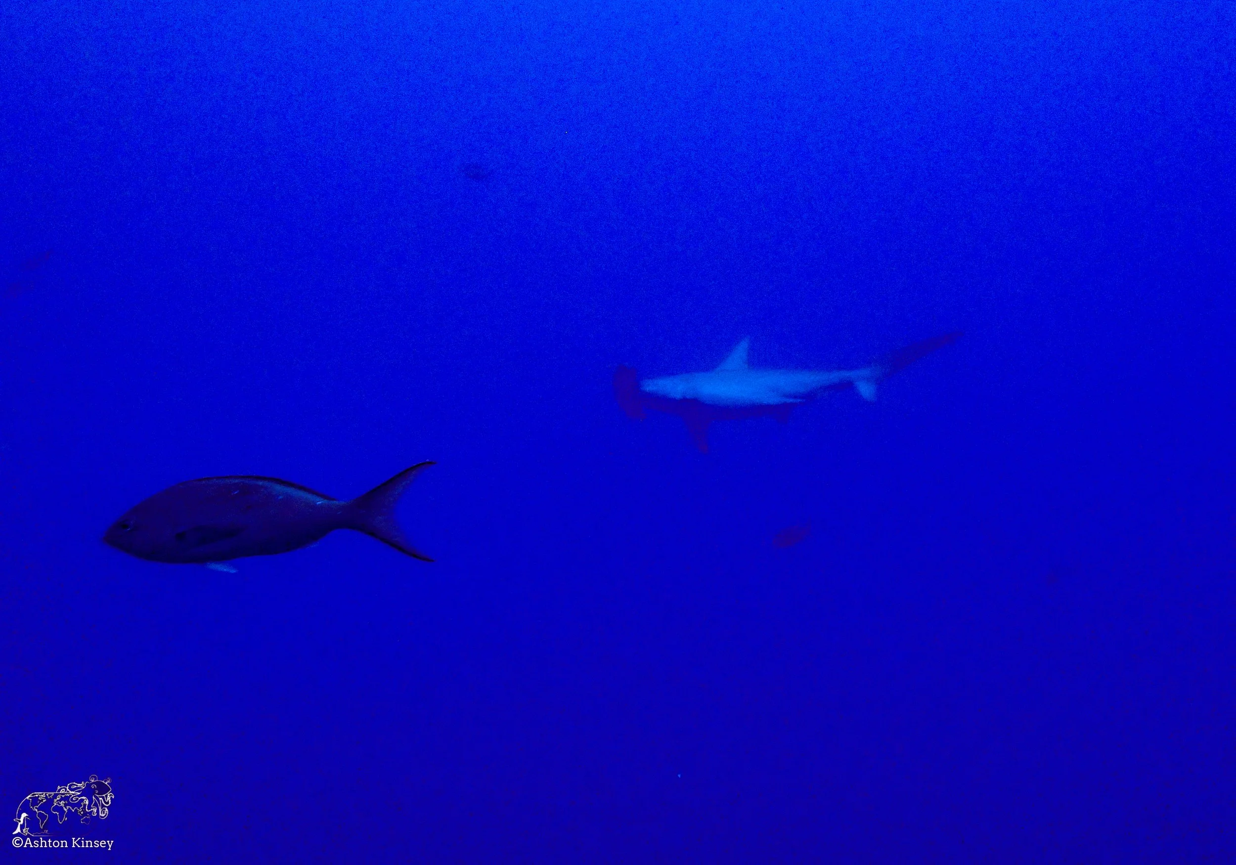 Wolf Island - Shark Bay - Dive 17-12.jpg