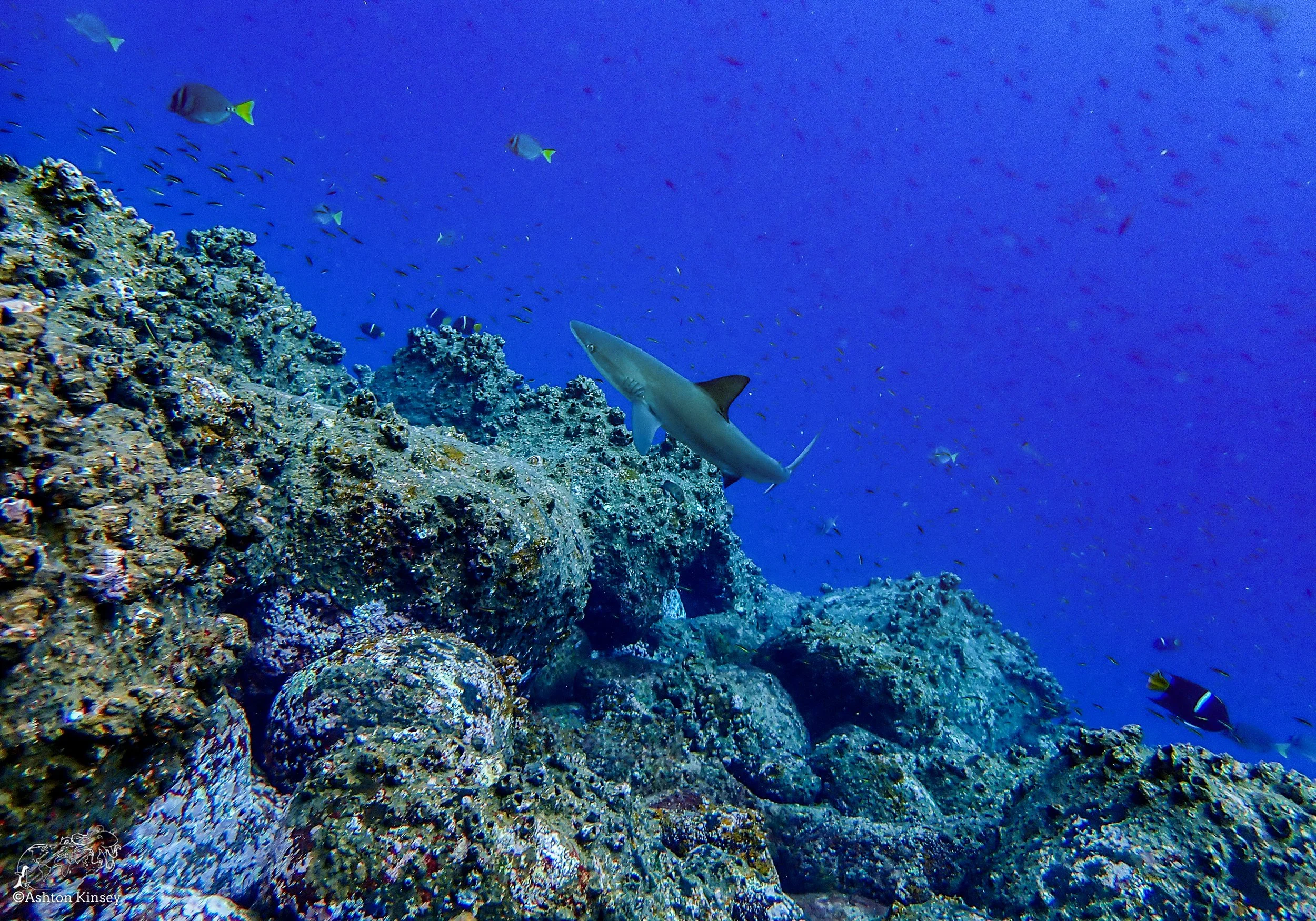 Wolf Island - Sharkbay - 23 .jpg