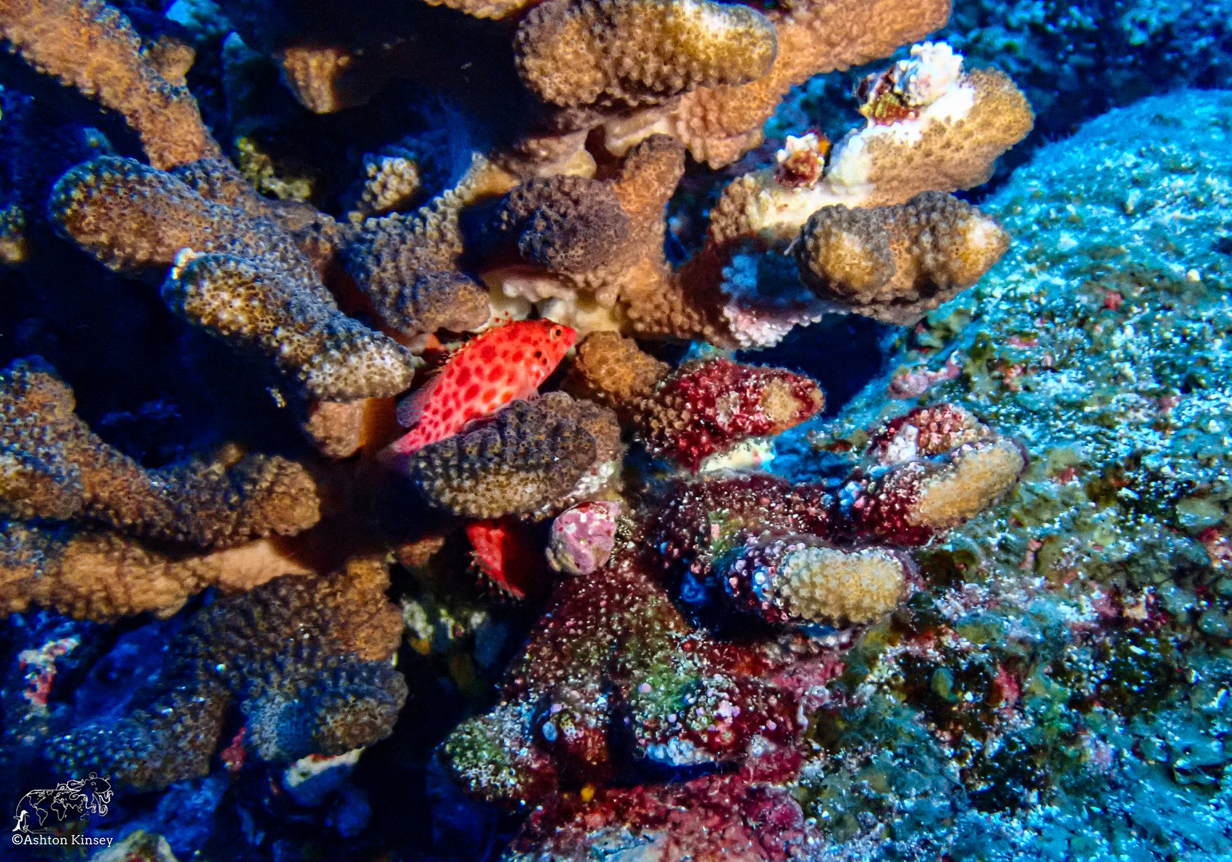Wolf Island - Shark Bay - 25-13.jpg