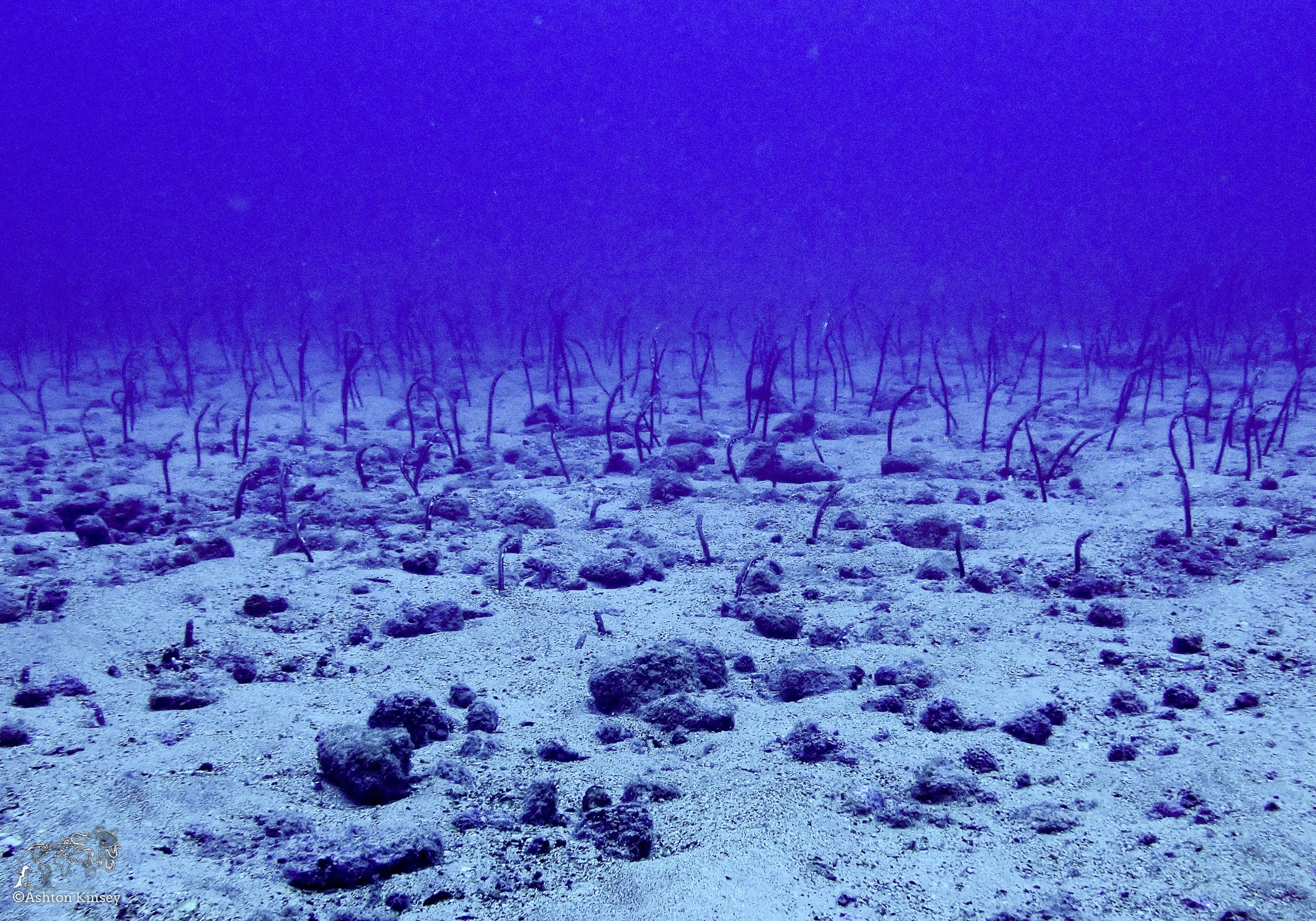 Wolf Island - The Bay - Dive 18.jpg
