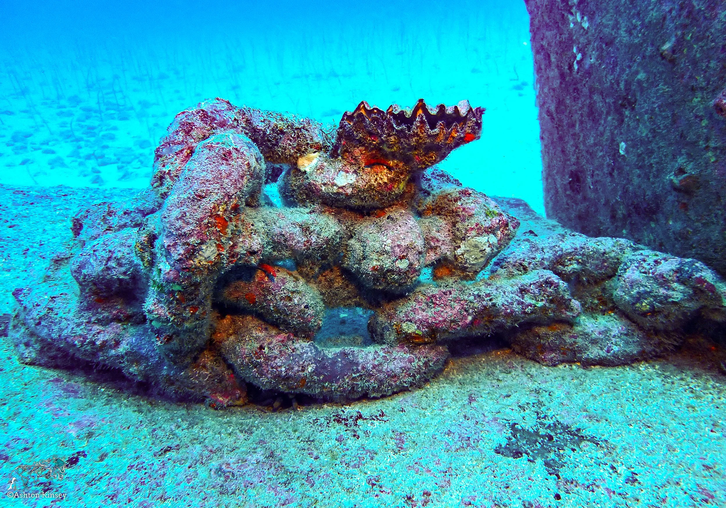 Wolf Island - The Bay - Dive 18-3.jpg