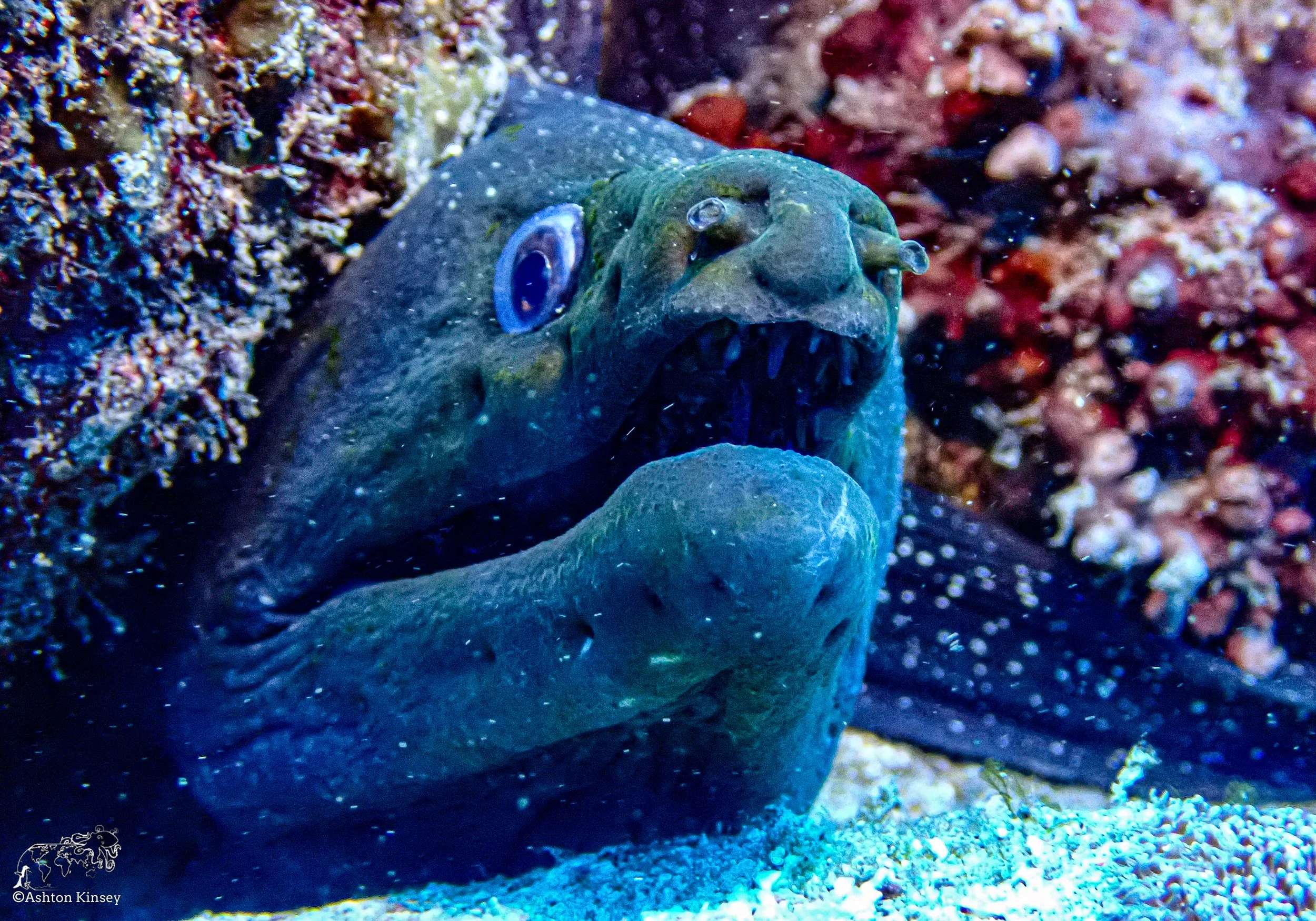 Wolf Island - The Bay - Dive 18-4.jpg