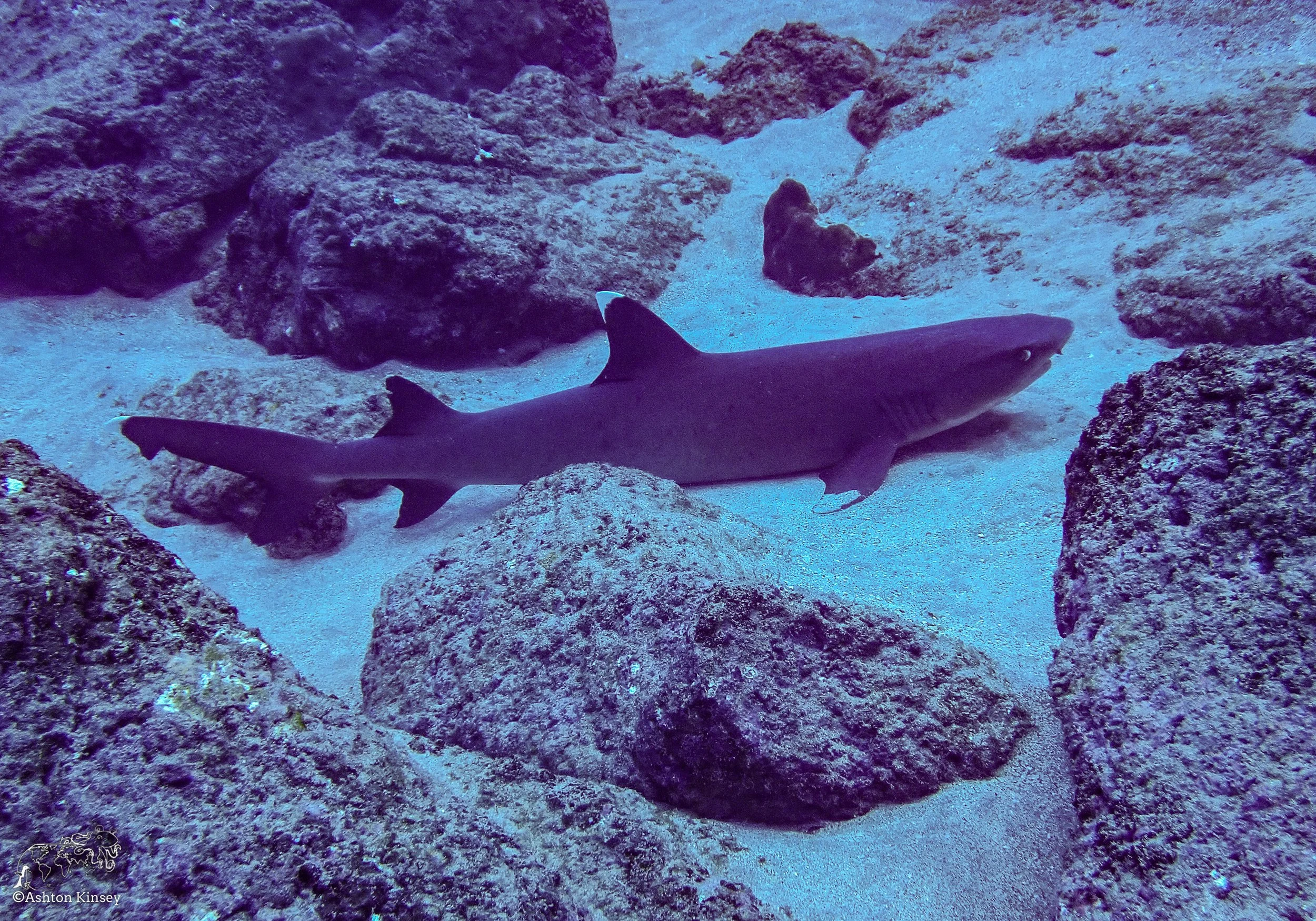Wolf Island - The Bay - Dive 18-5.jpg