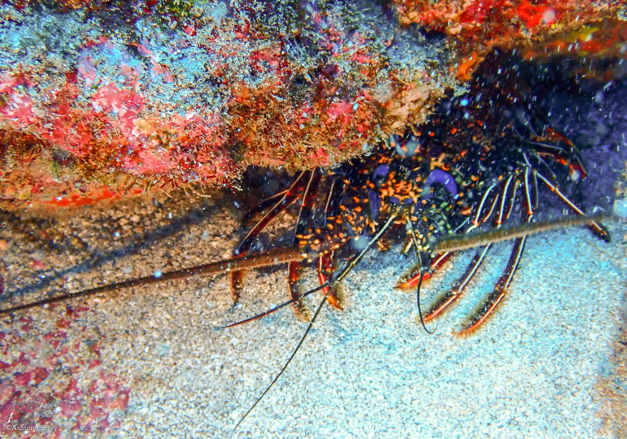 Wolf Island - The Bay - Dive 18-6.jpg
