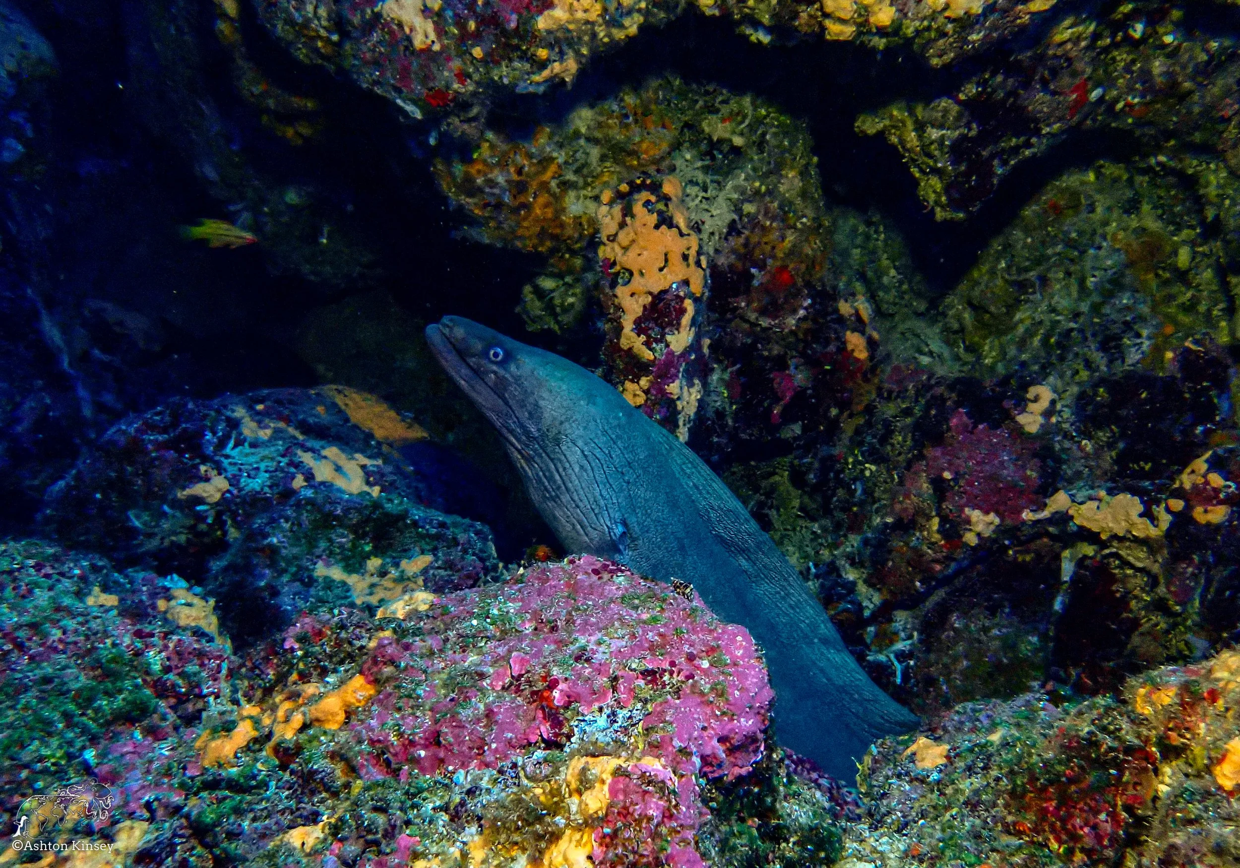 Wolf Island - The Caves - Dive 20-1.jpg