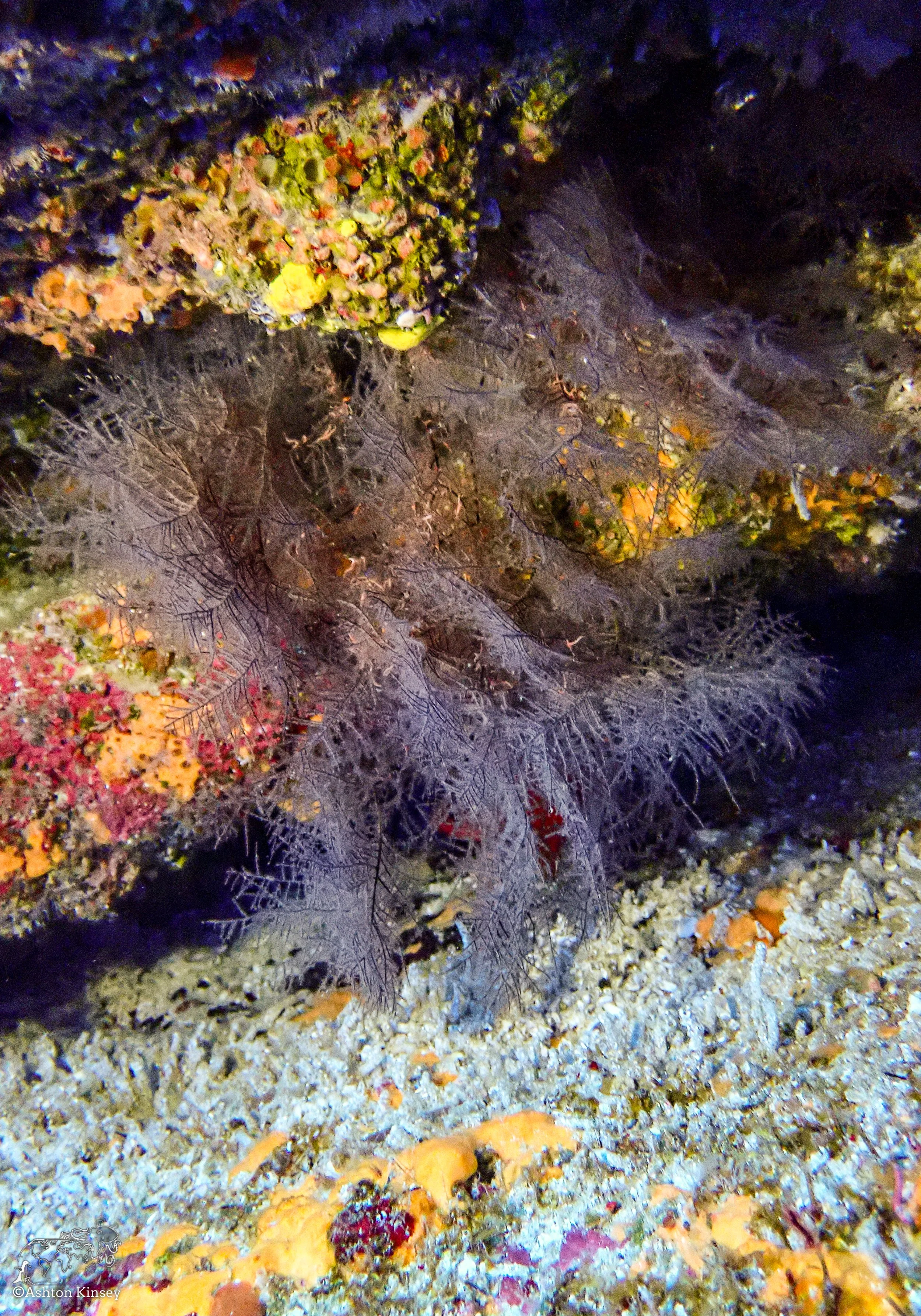Wolf Island - The Caves - Dive 20.jpg