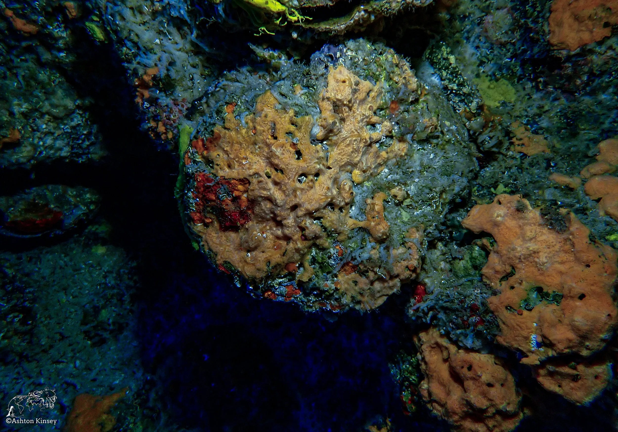 Wolf Island - The Caves - Dive 20-2.jpg