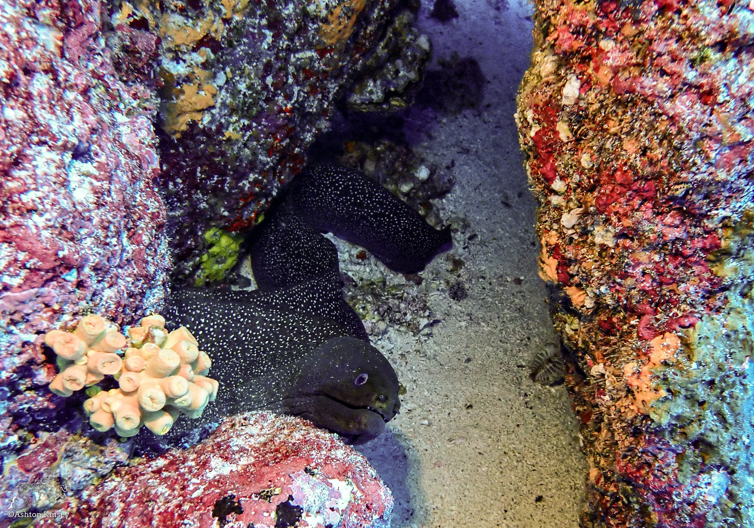 Wolf Island - The Caves - Dive 20-12.jpg