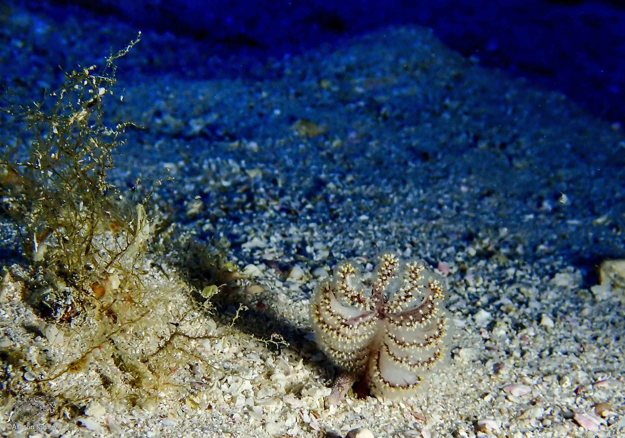 Wolf Island - The Caves - Dive 20-14.jpg