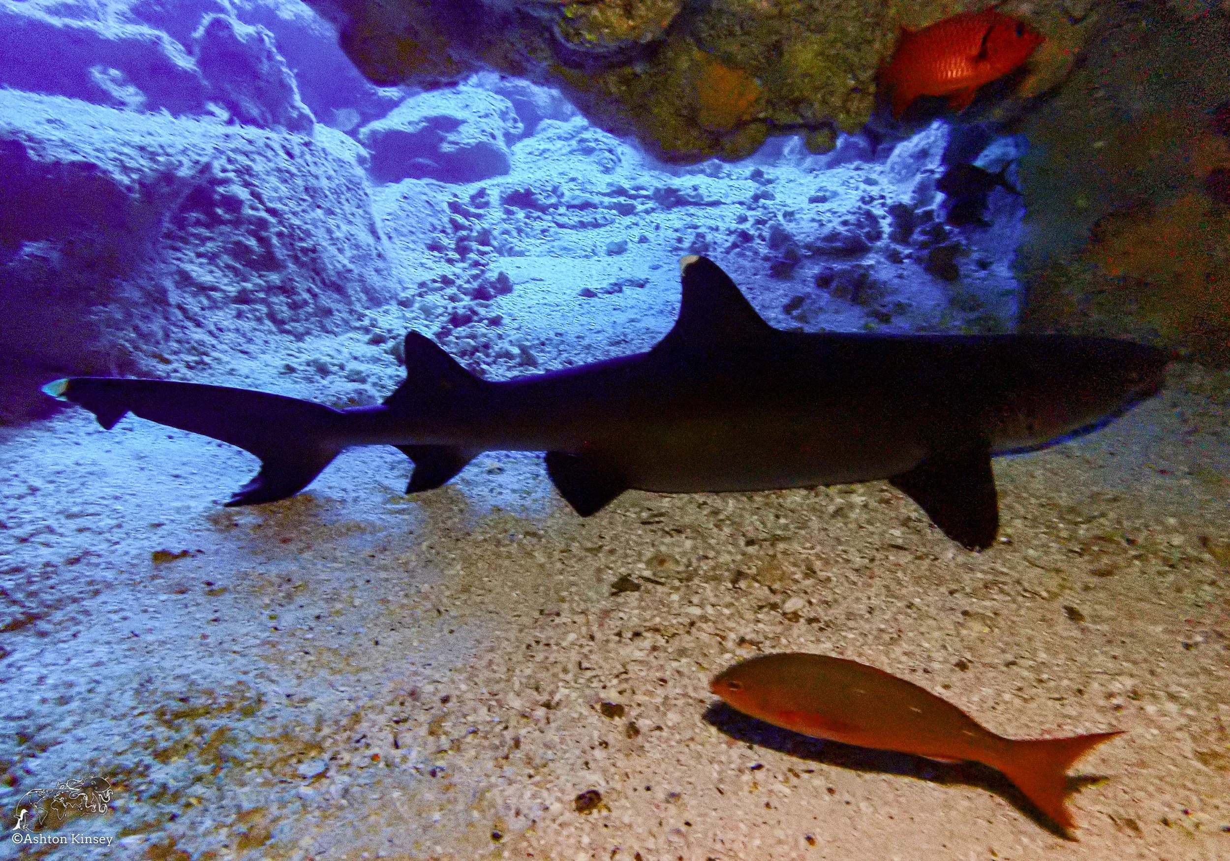 Wolf Island - The Caves - Dive 20-15.jpg