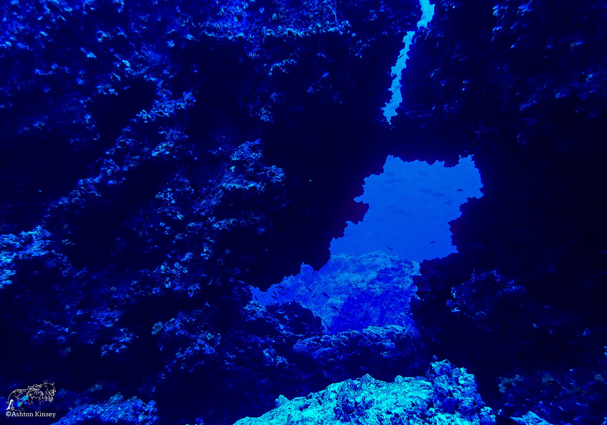 Wolf Island - The Caves - Dive 20-16.jpg