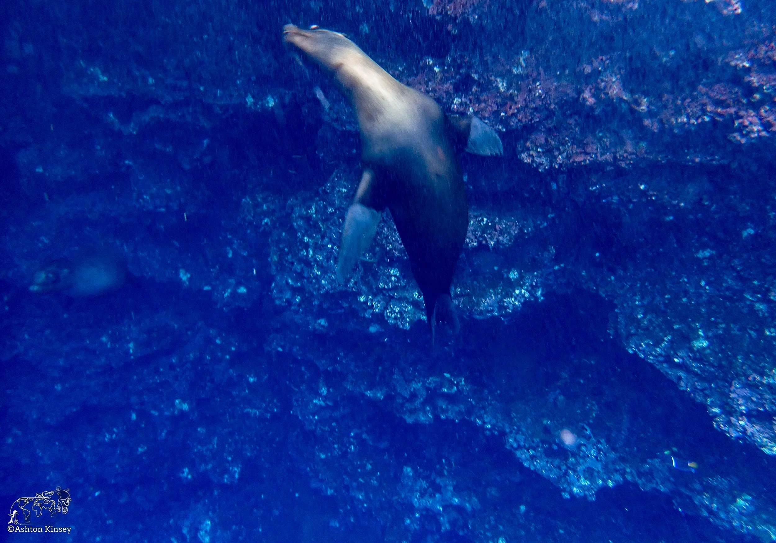 Wolf Island - Secret Cave.jpg