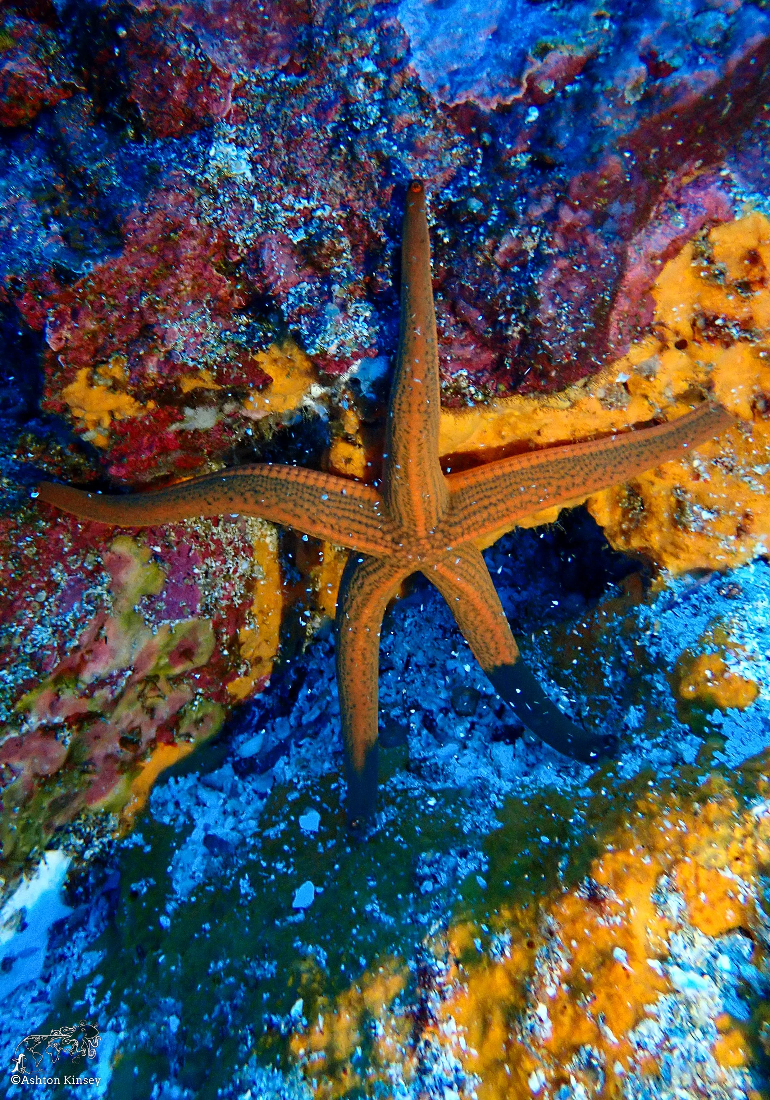 Cape Marhsall Dive 26-1.jpg