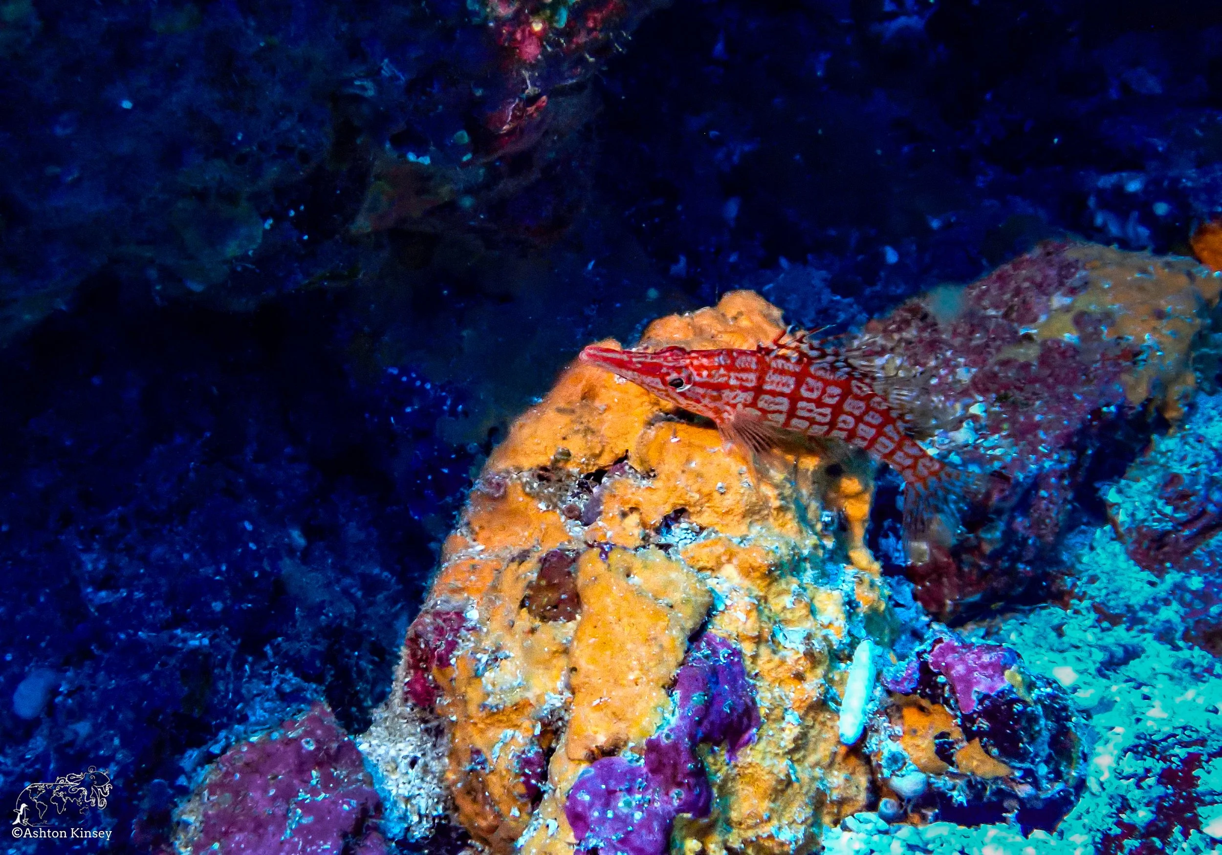Cape Marhsall Dive 26-2.jpg