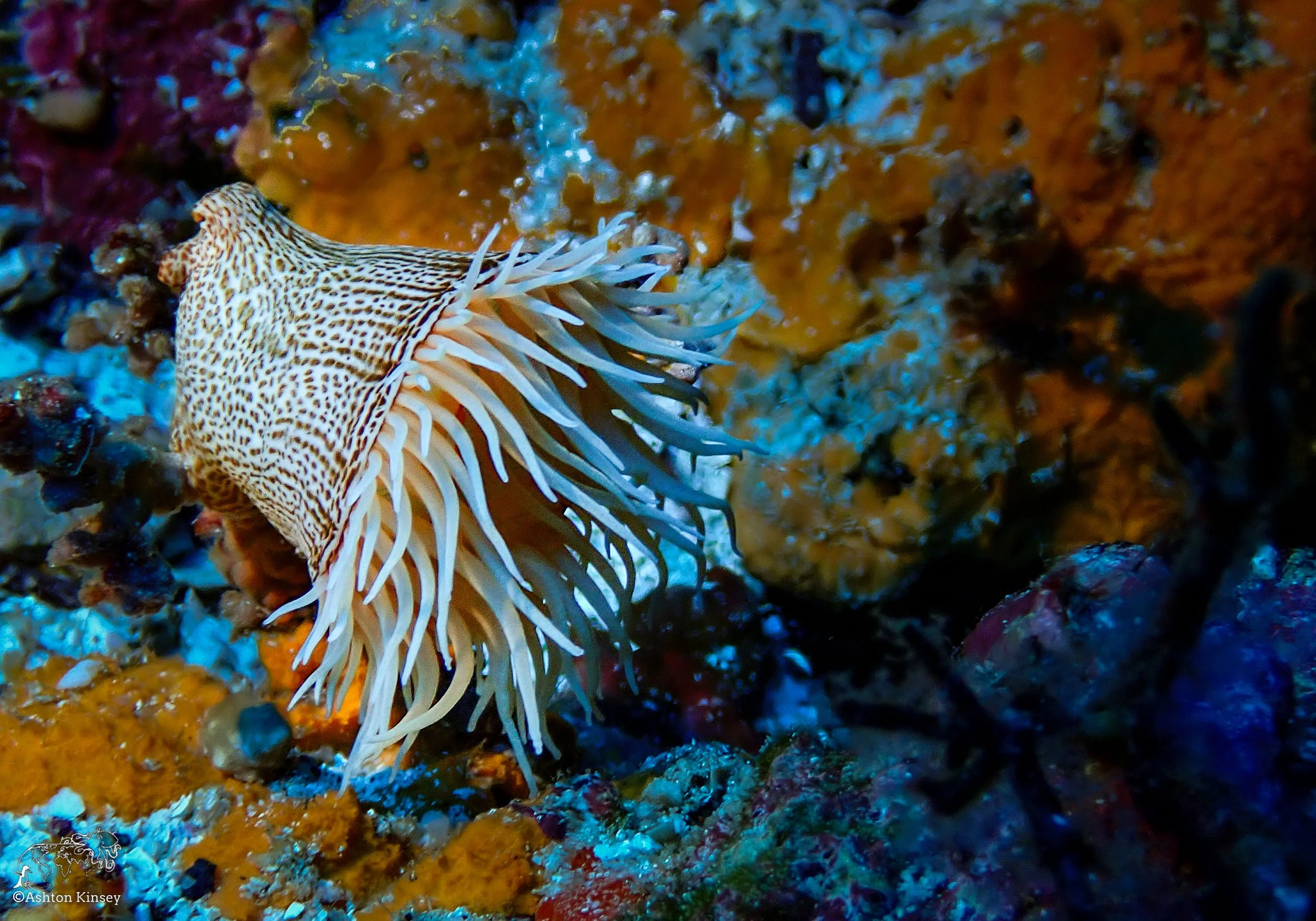 Cape Marhsall Dive 26-3.jpg