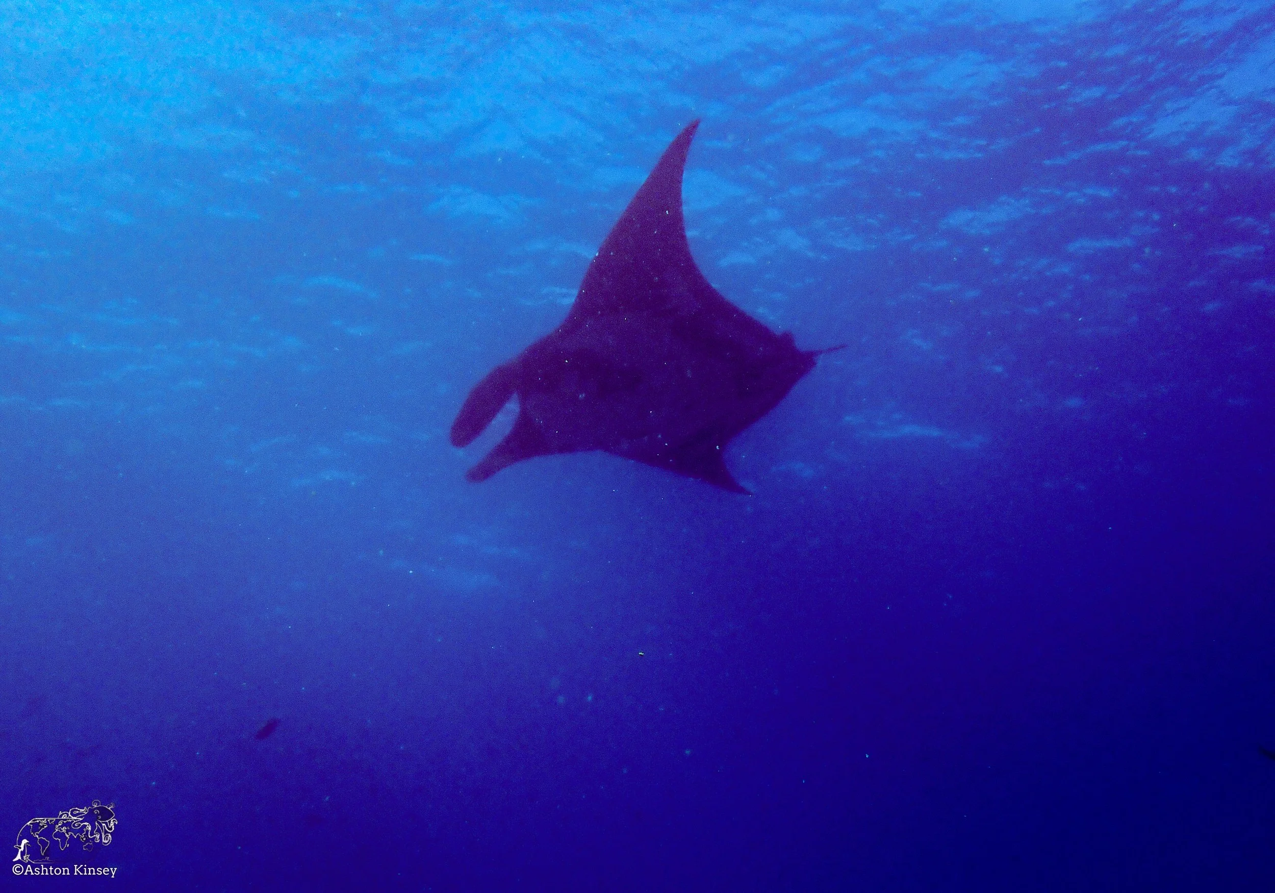 Cape Marhsall Dive 26-7.jpg