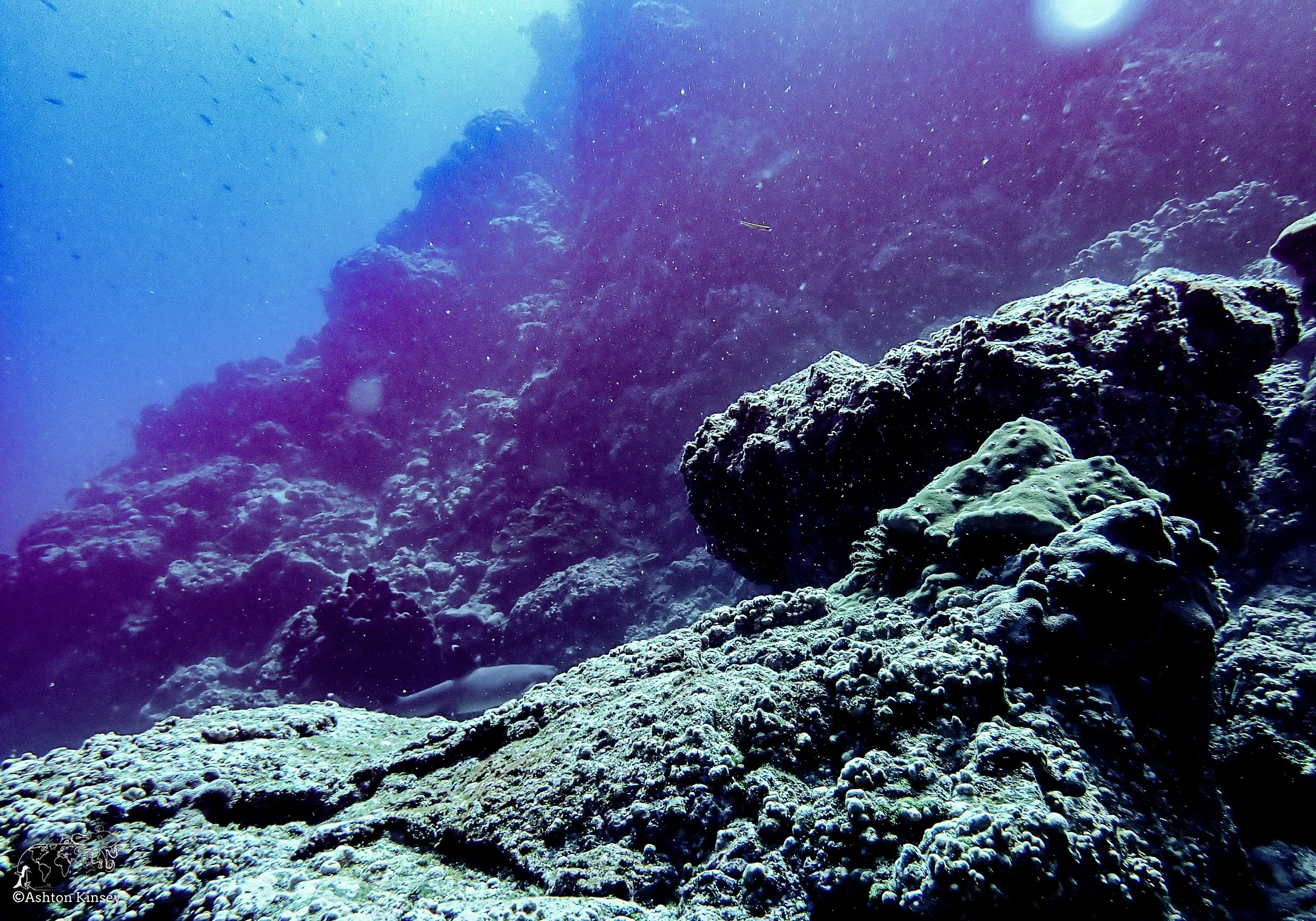 Cape Marhsall Dive 27.jpg