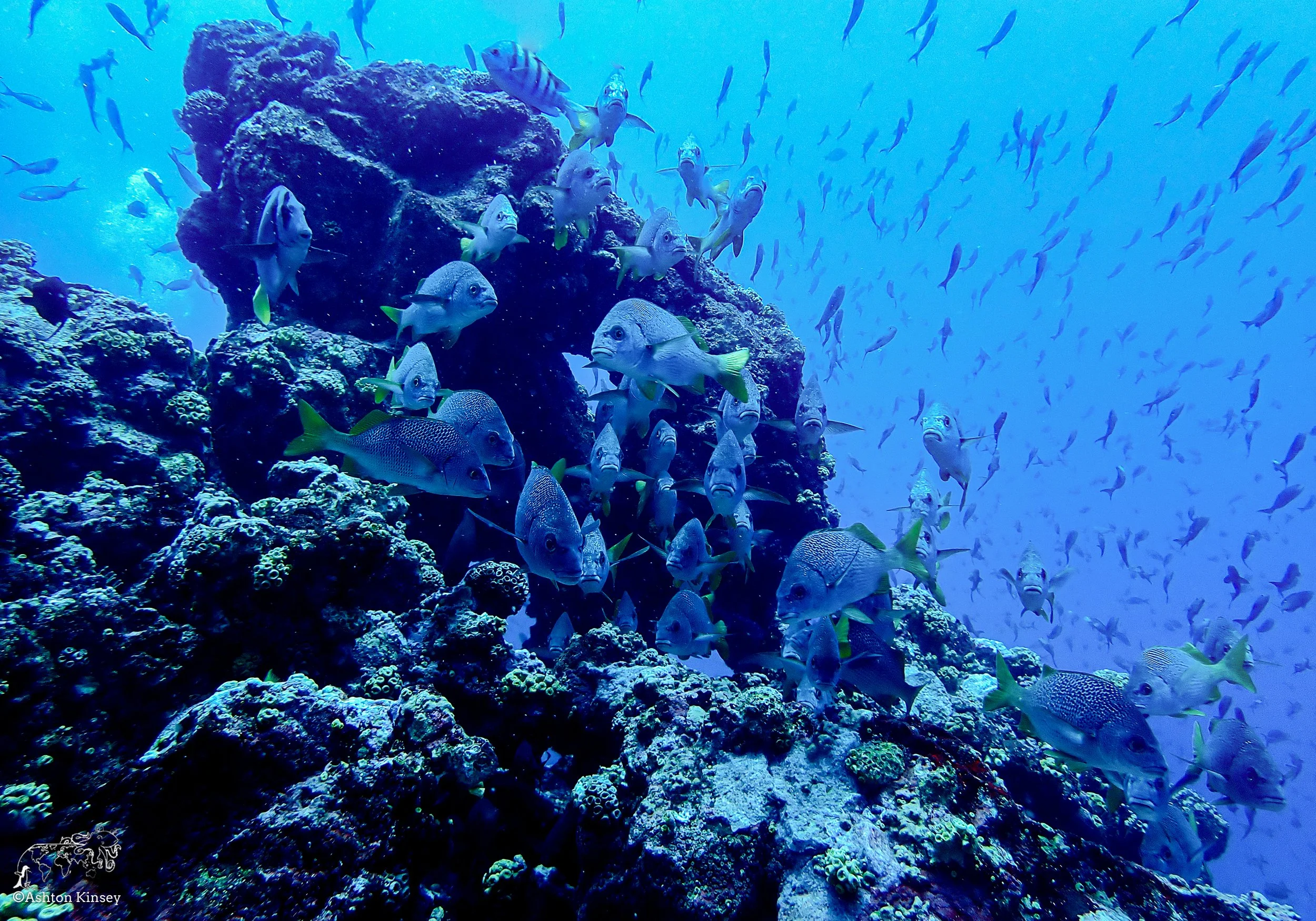 Cape Marhsall Dive 27-1.jpg