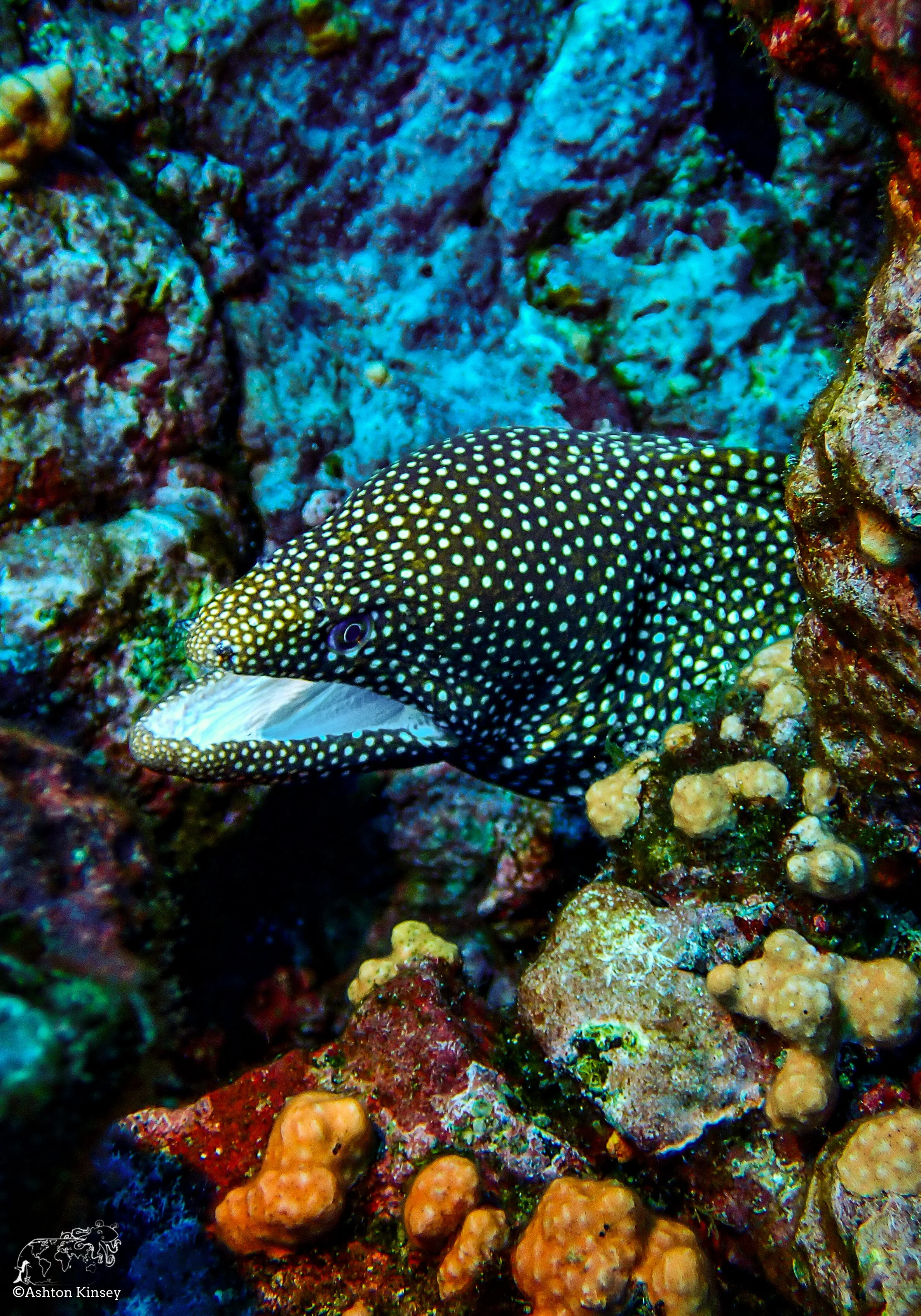 Cape Marhsall Dive 27-3.jpg