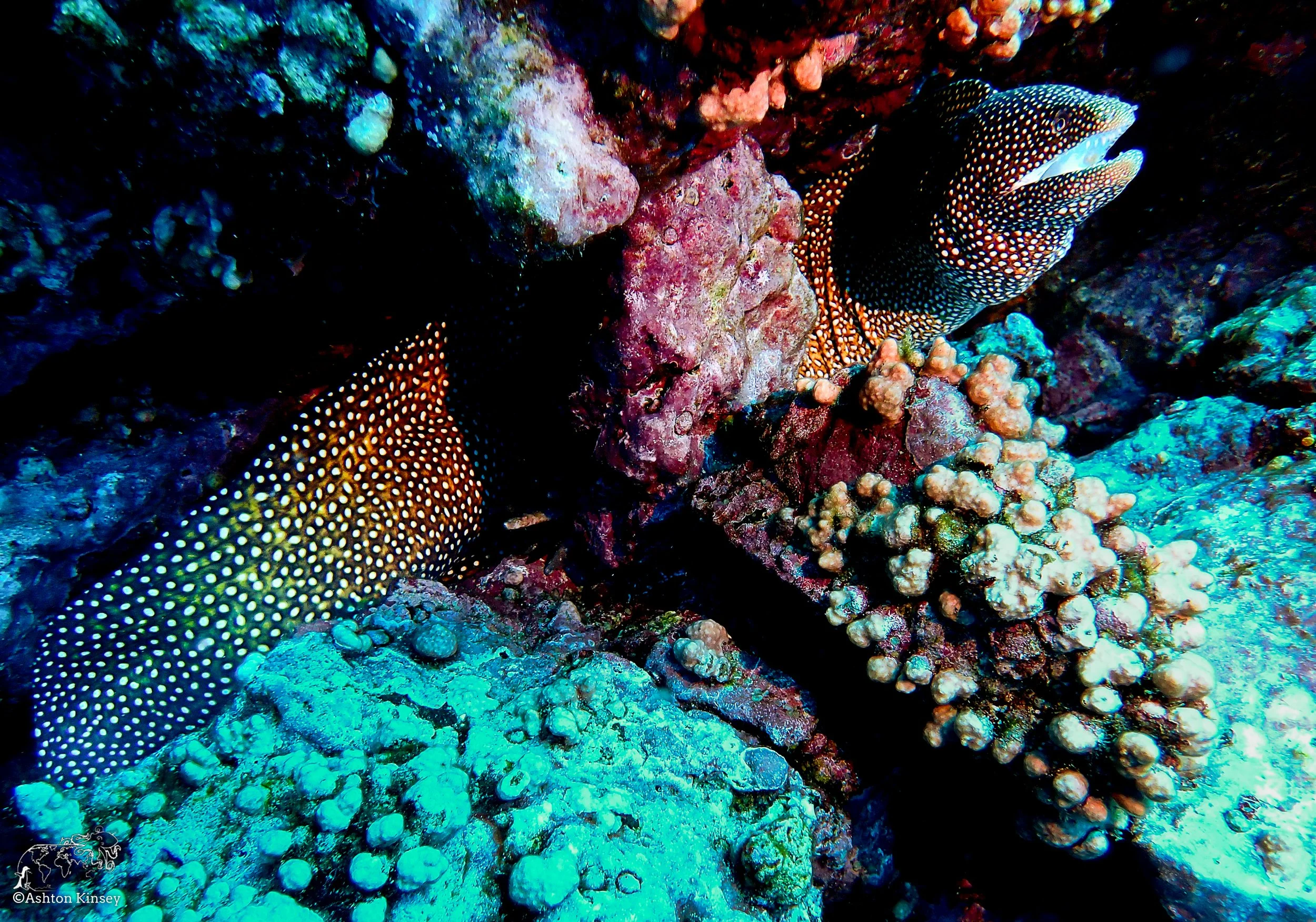 Cape Marhsall Dive 27-4.jpg