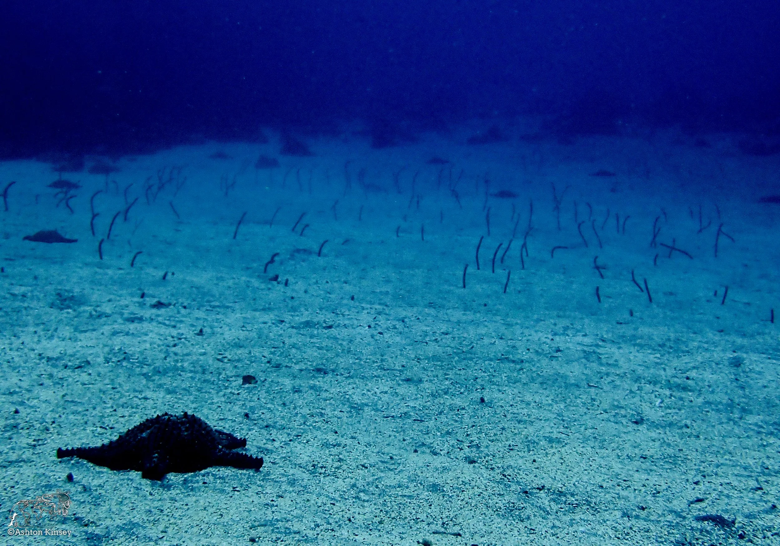 Cape Marhsall Dive 27-6.jpg