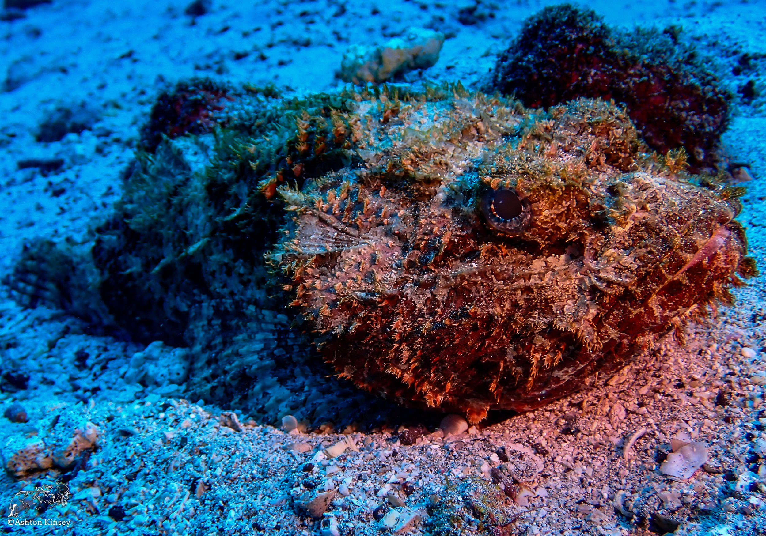 Cape Marhsall Dive 27-8.jpg