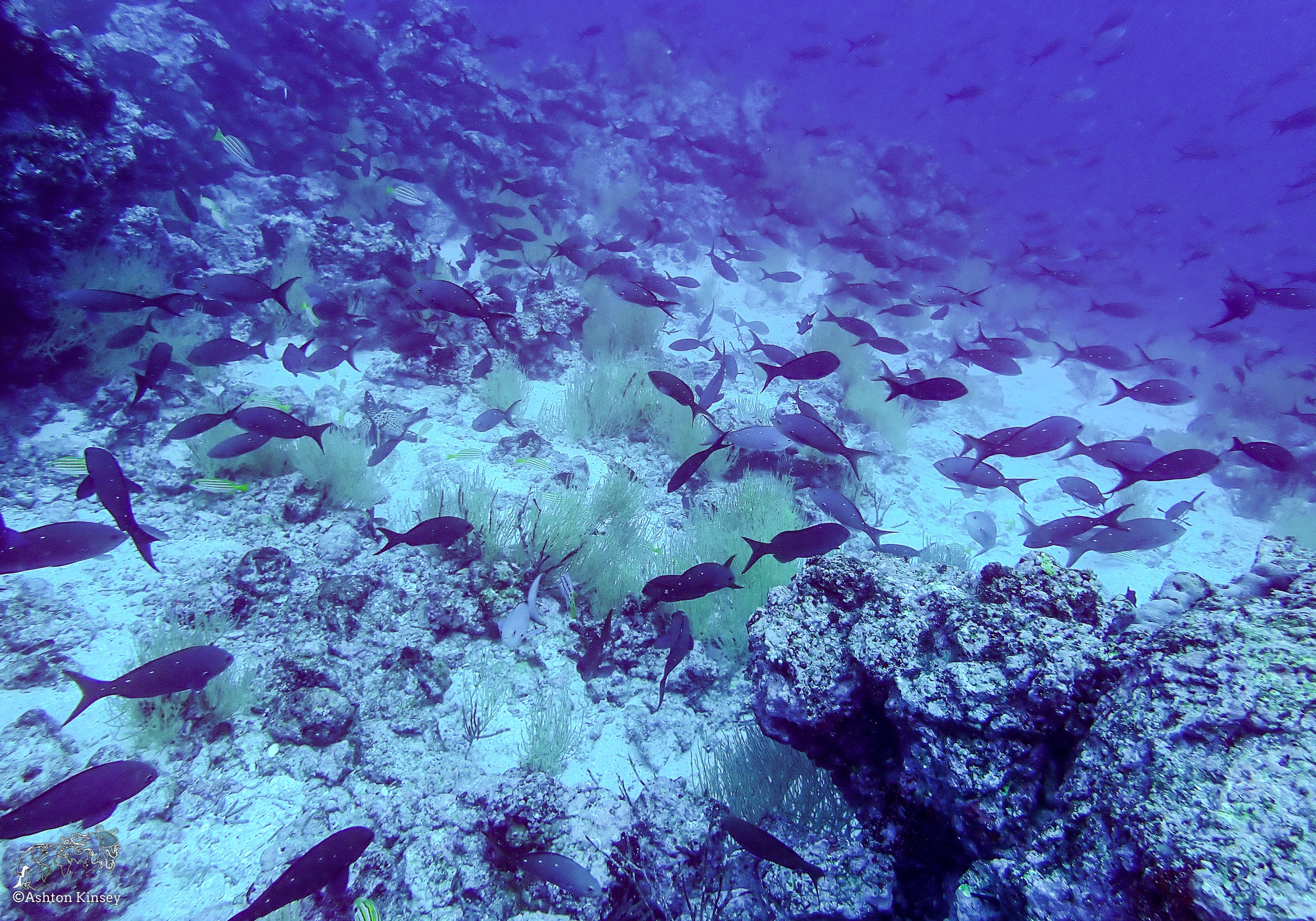 Cape Marhsall Dive 27-11.jpg