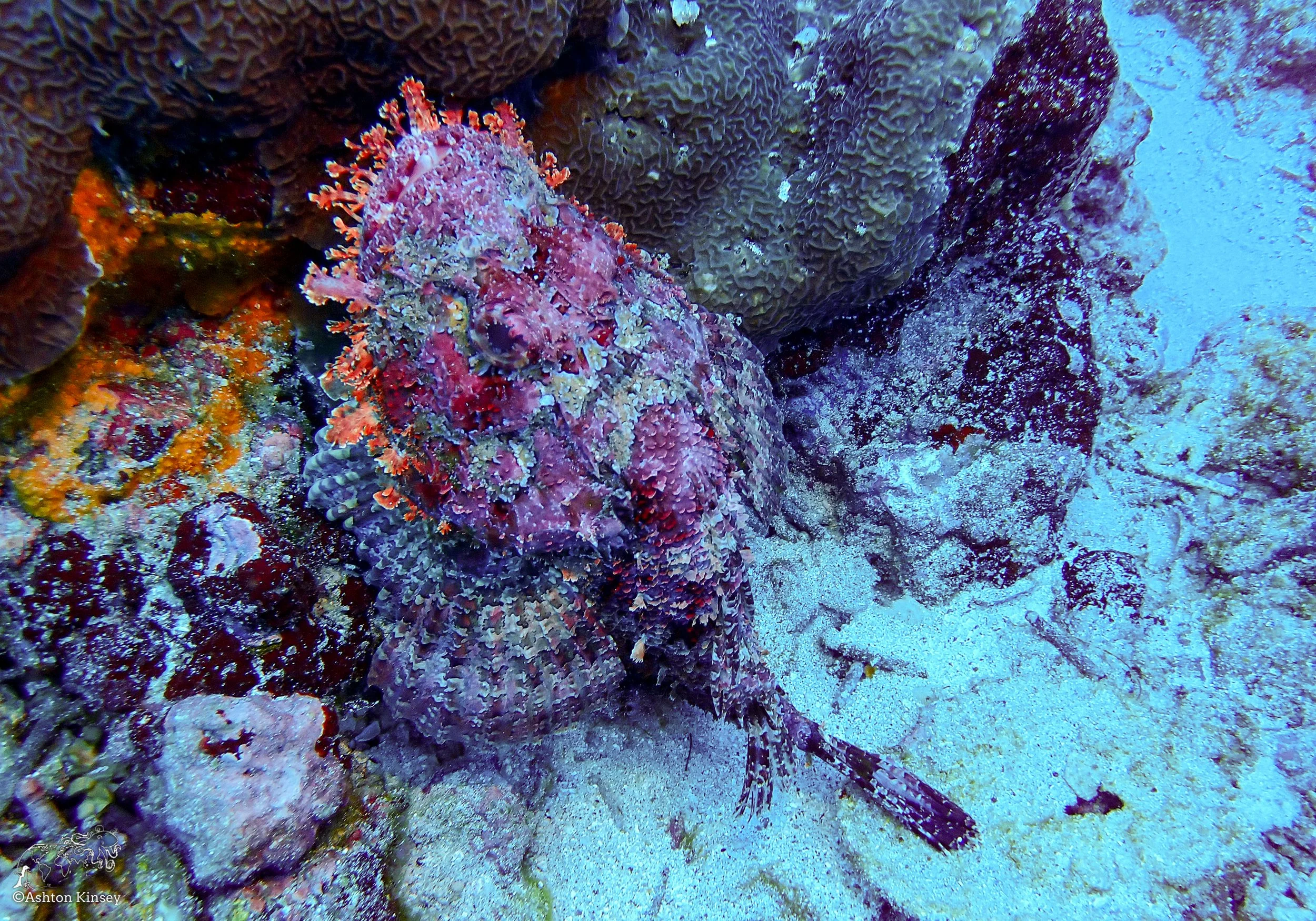 Cape Marhsall Dive 27-12.jpg