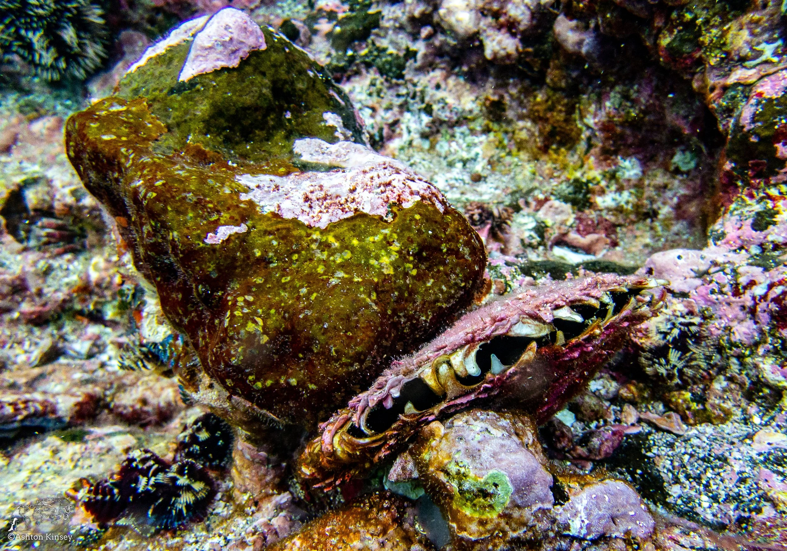 Cousin Rock Dive 29.jpg