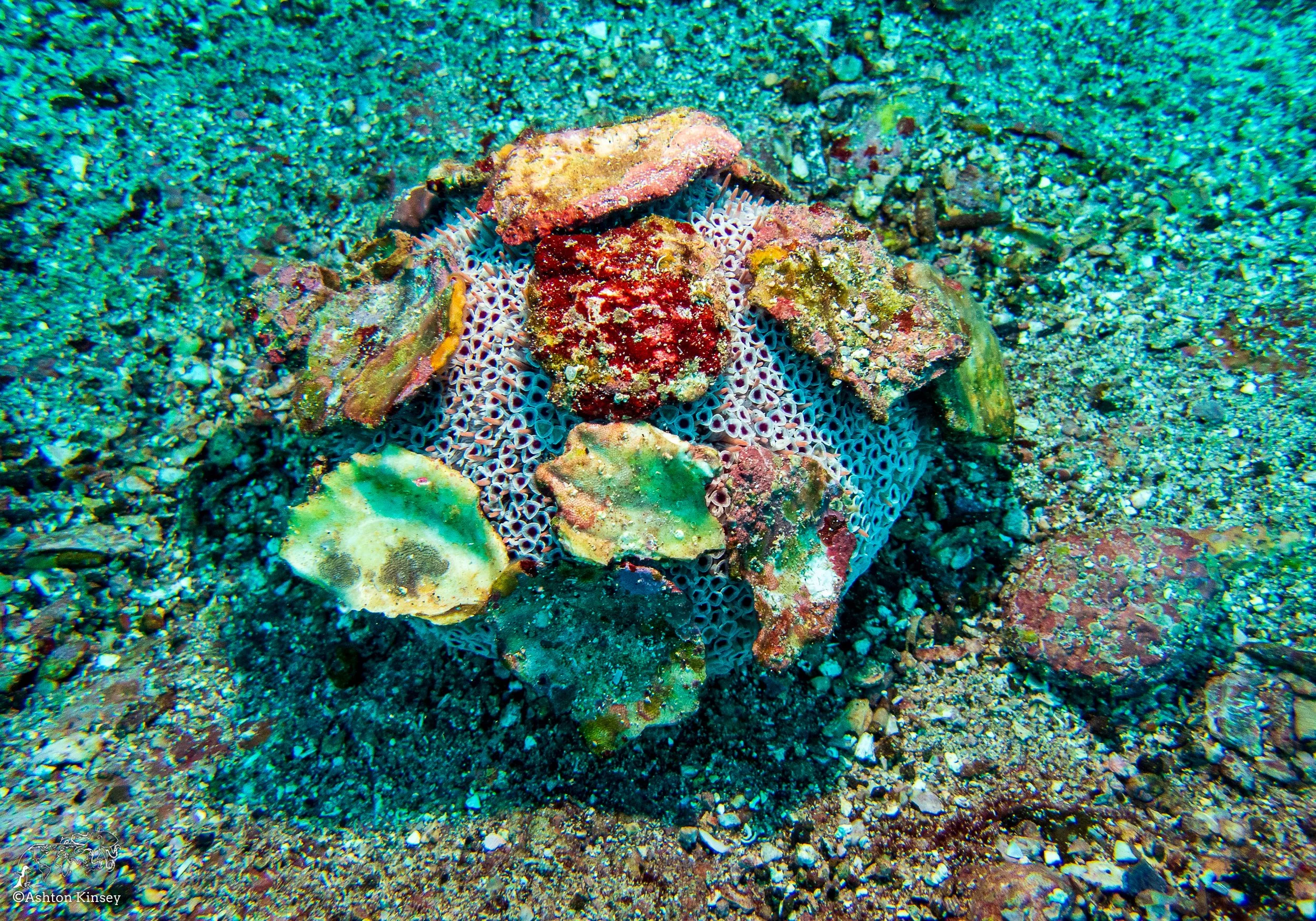 Cousin Rock Dive 29-2.jpg